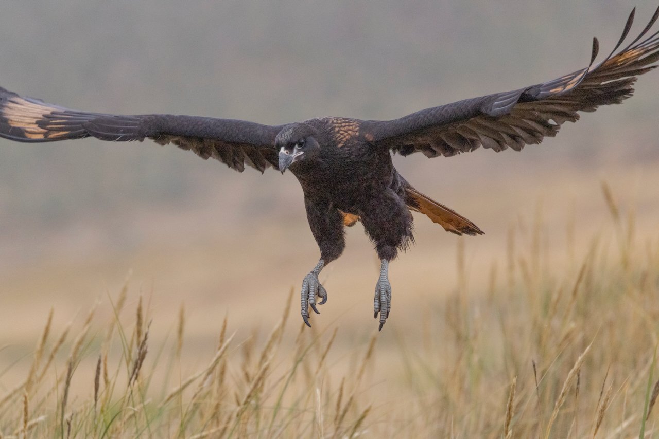 Antarctica 2025- First Show - 82 of 92.jpeg