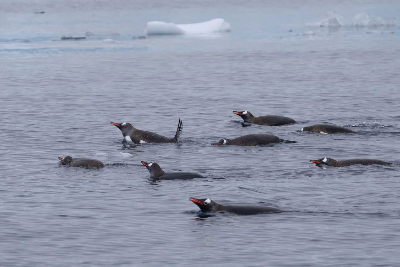 Antarctica 2025- First Show - 21 of 92.jpeg