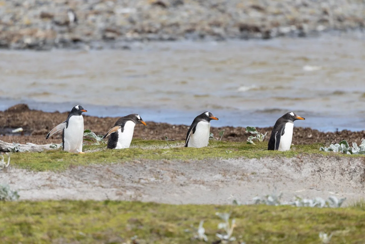 Antarctica 2025- First Show - 61 of 92.jpeg