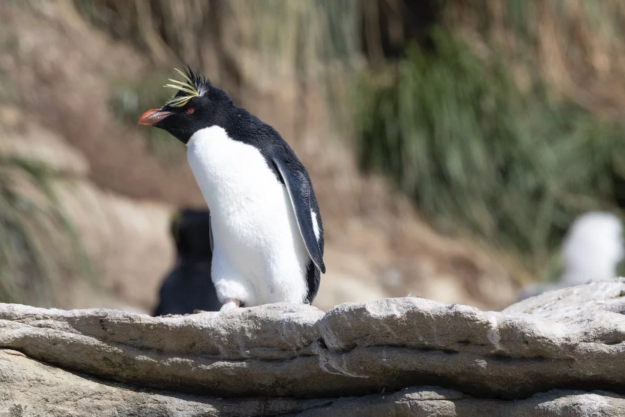 Antarctica 2025- First Show - 79 of 92.jpeg