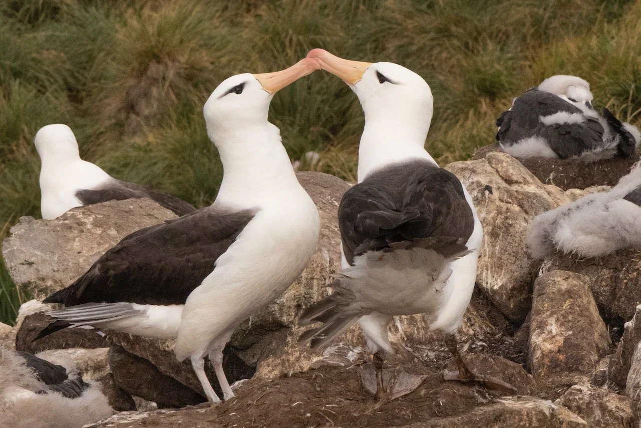 Antarctica 2025- First Show - 71 of 92.jpeg