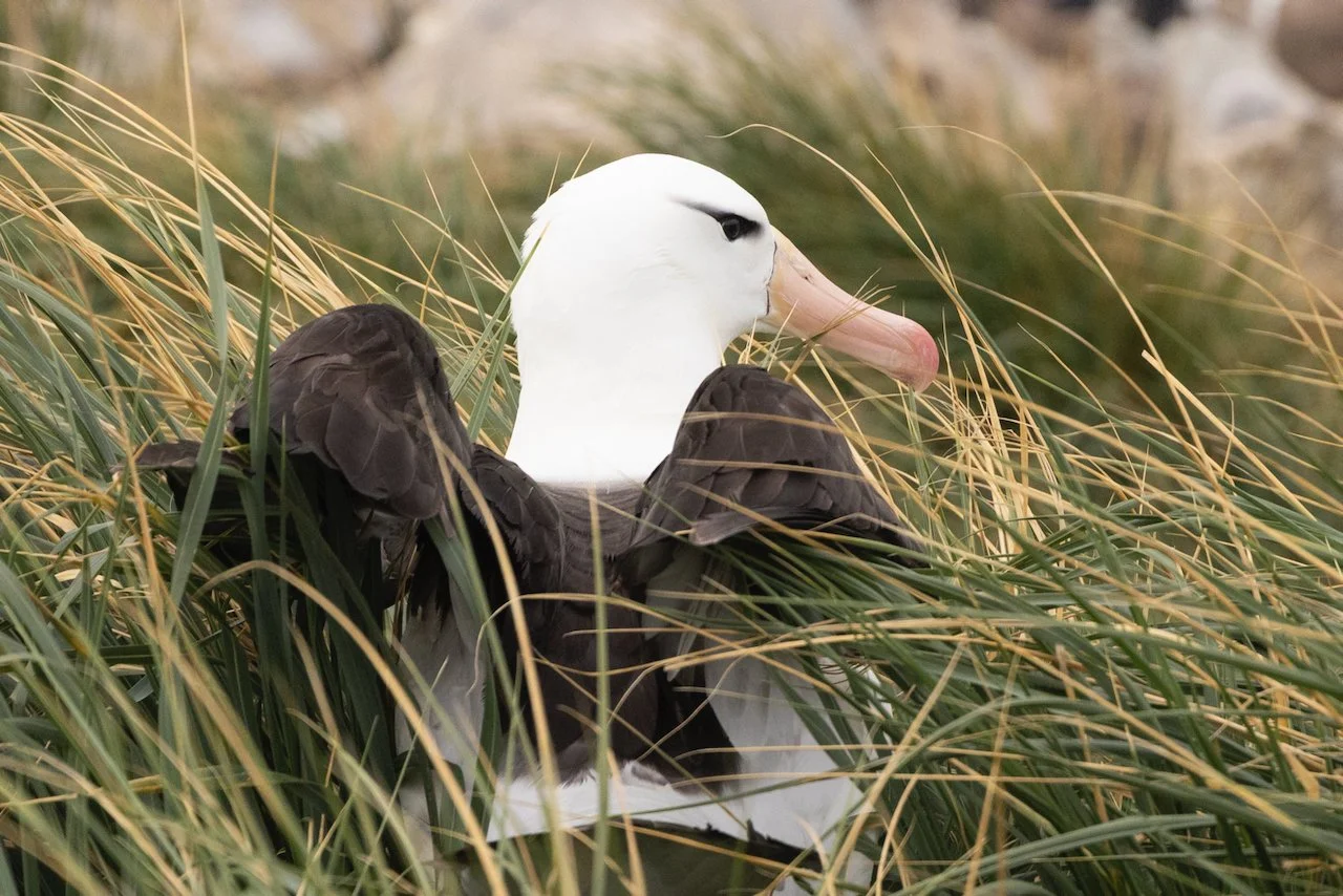 Antarctica 2025- First Show - 67 of 92.jpeg