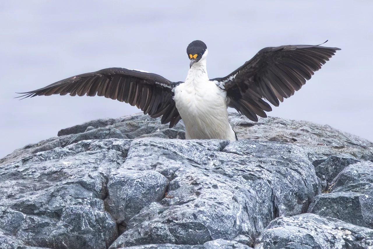 Antarctica 2025- First Show - 41 of 92.jpeg