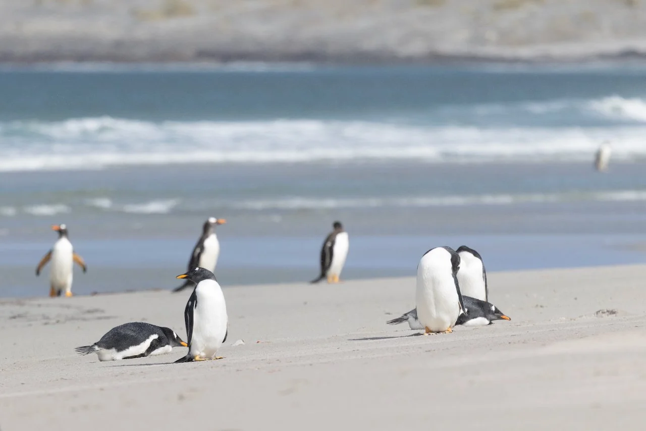 Antarctica 2025- First Show - 62 of 92.jpeg