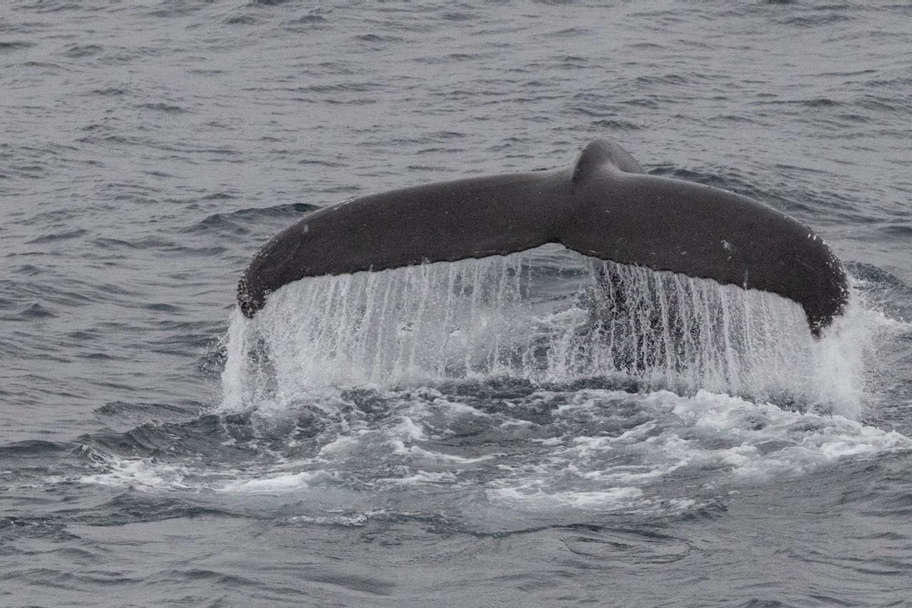 Antarctica 2025- First Show - 32 of 92.jpeg