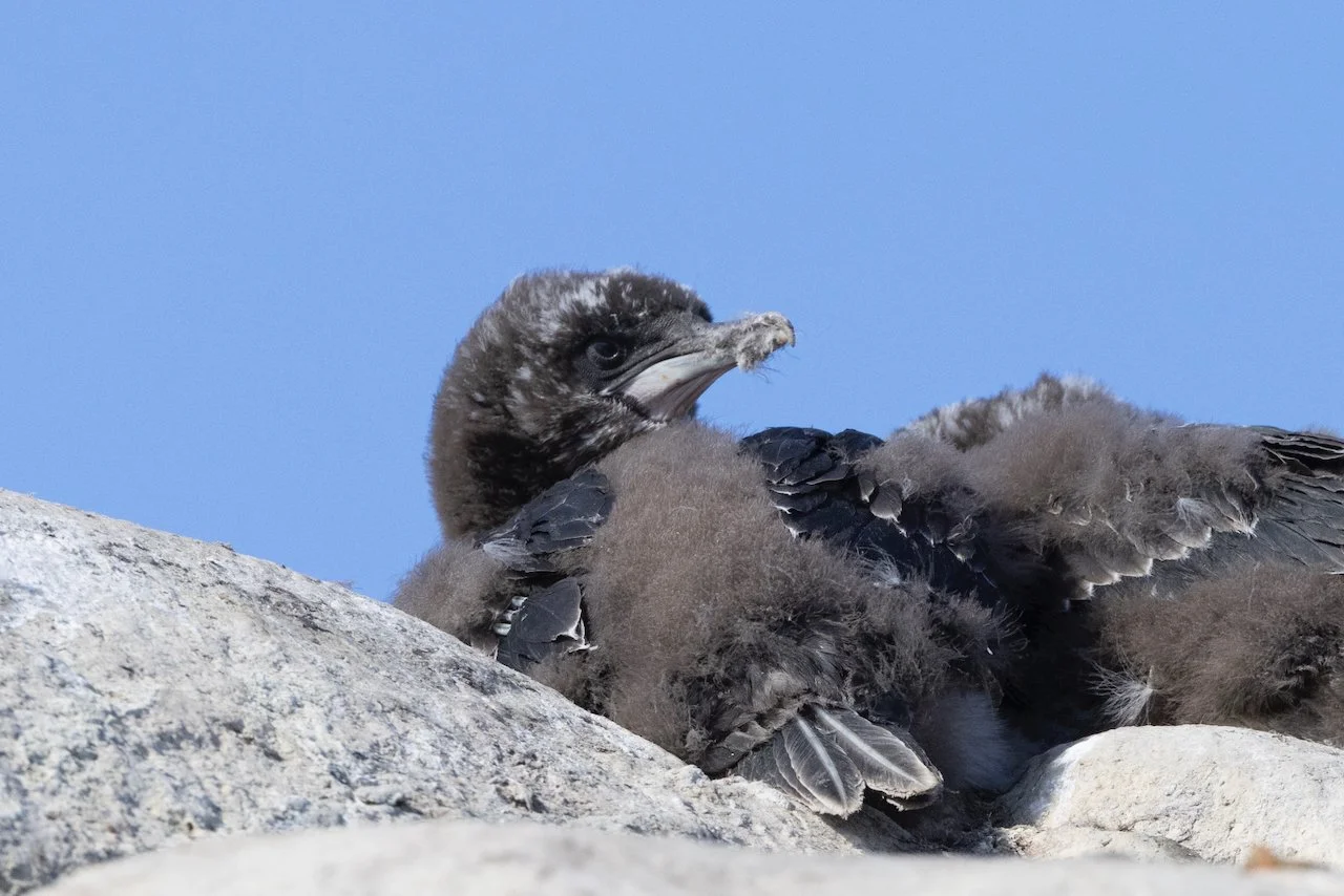 Antarctica 2025- First Show - 30 of 92.jpeg