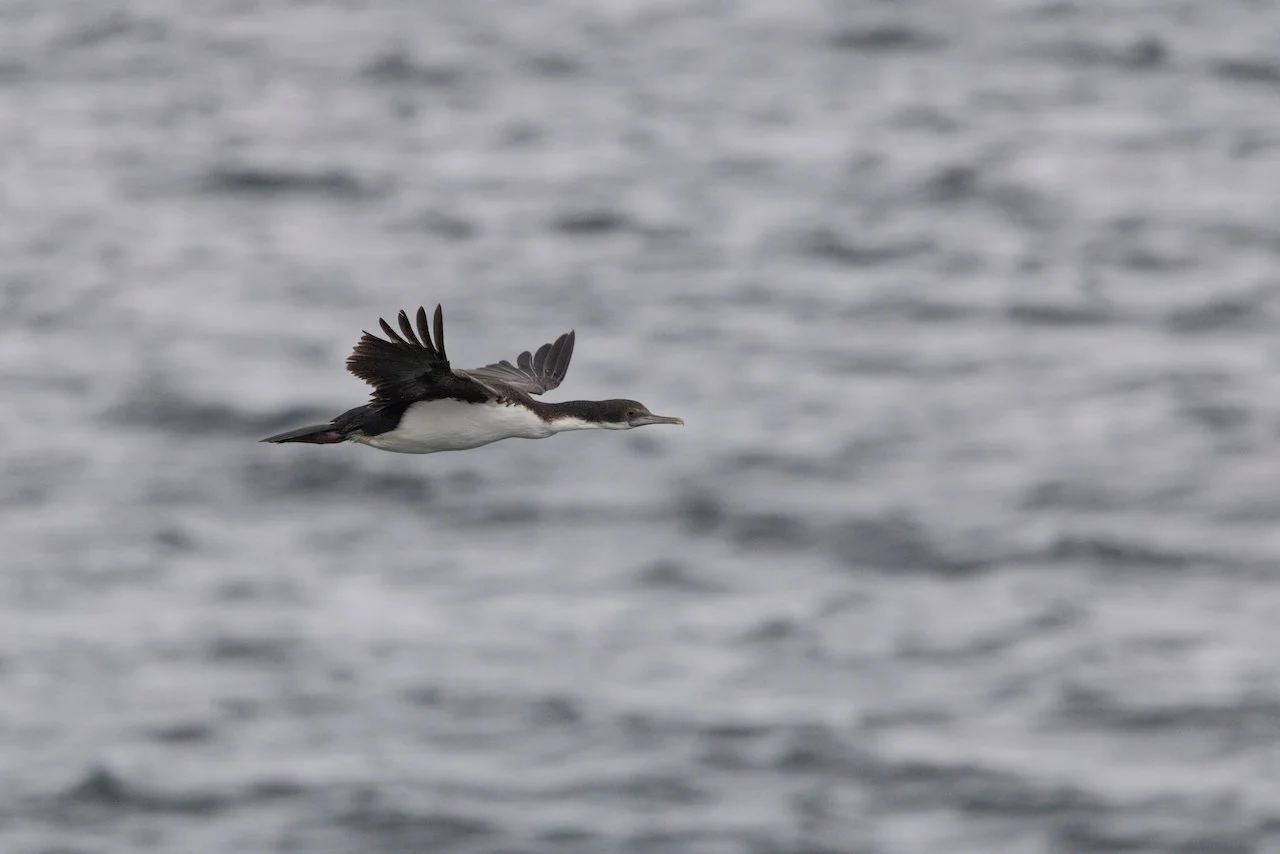 Antarctica 2025- First Show - 75 of 92.jpeg