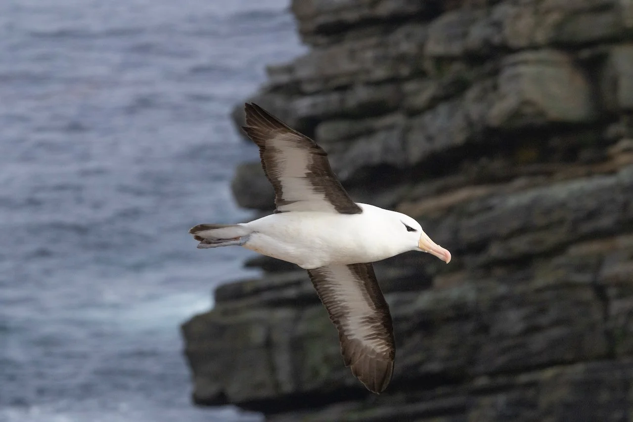 Antarctica 2025- First Show - 86 of 92.jpeg