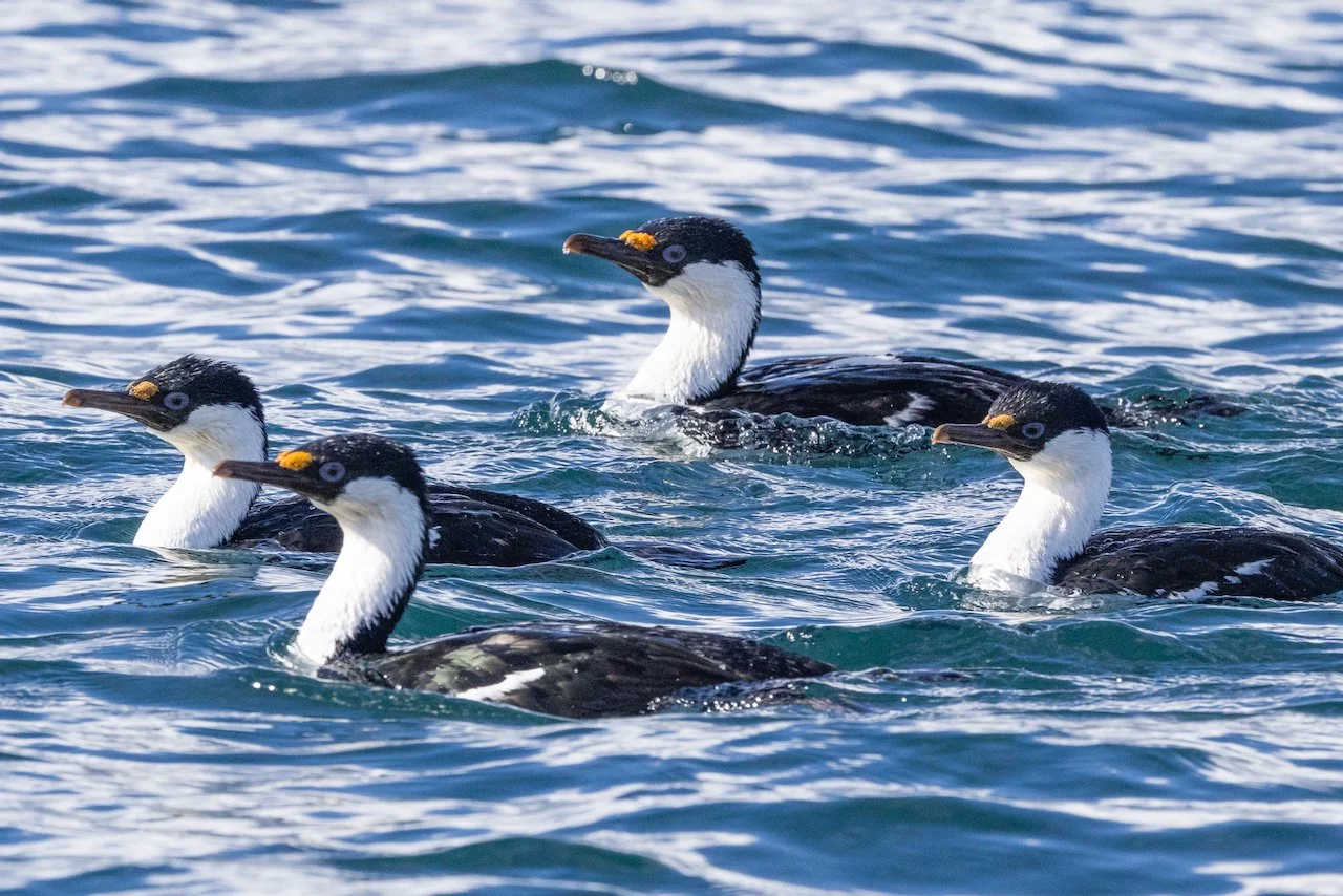 Antarctica 2025- First Show - 31 of 92.jpeg