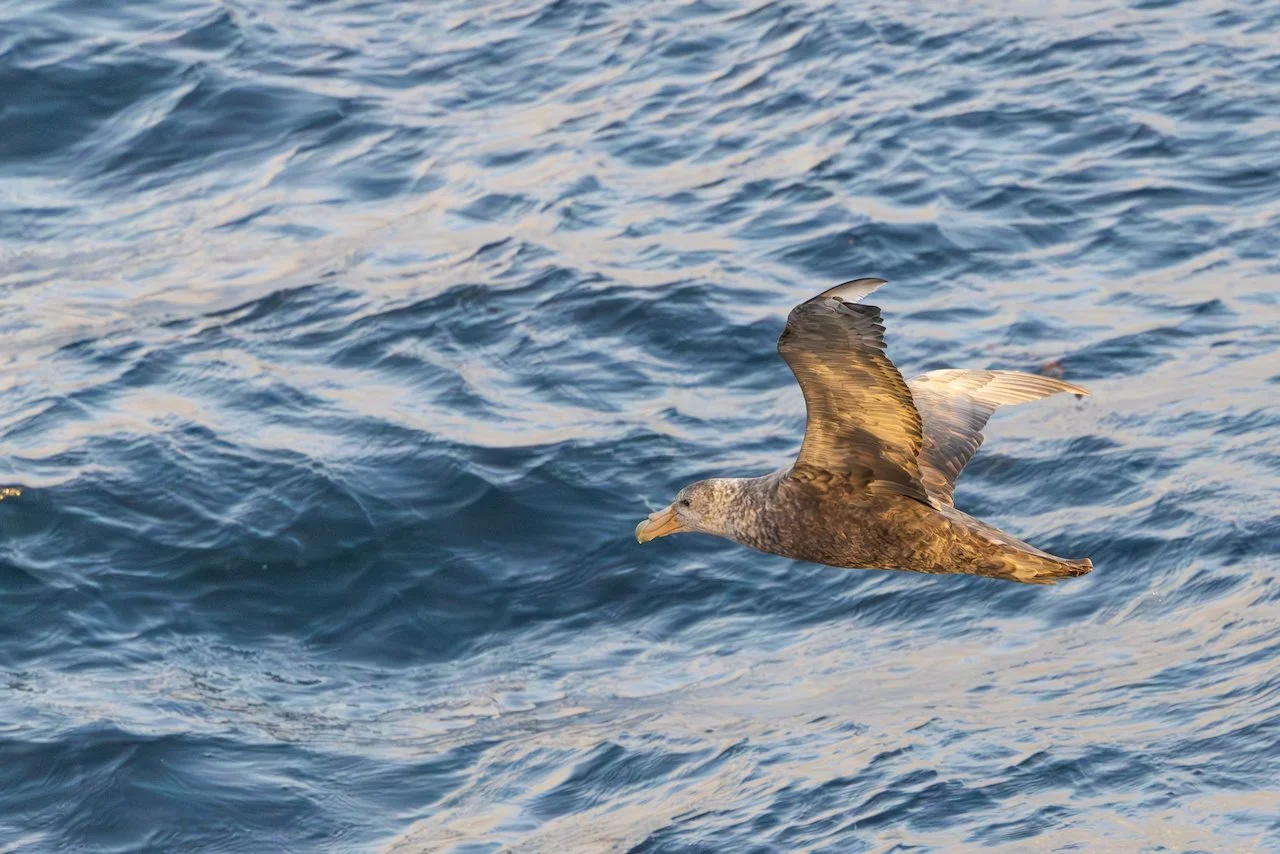 Antarctica 2025- First Show - 38 of 92.jpeg