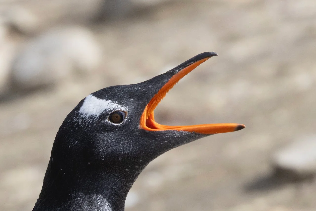 Antarctica 2025- First Show - 58 of 92.jpeg