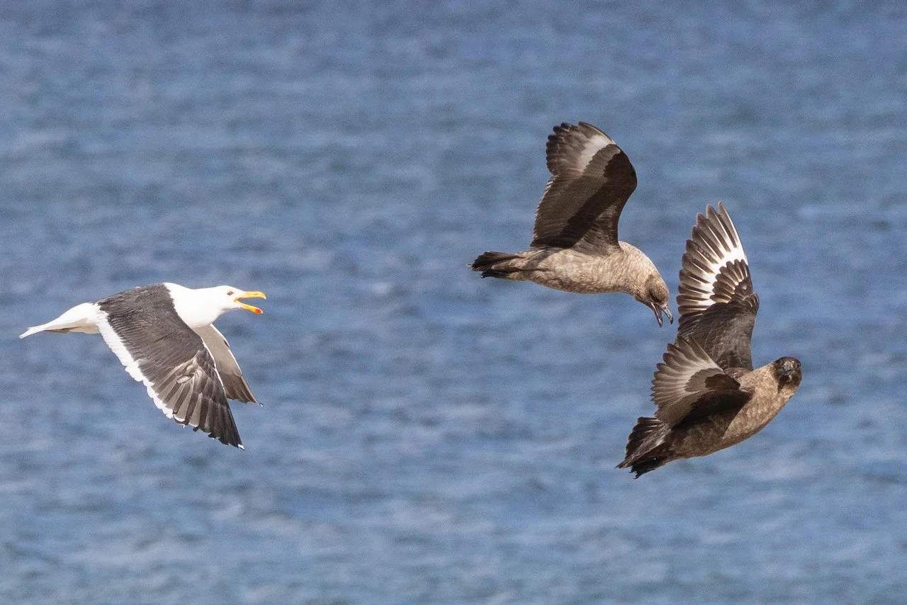 Antarctica 2025- First Show - 63 of 92.jpeg