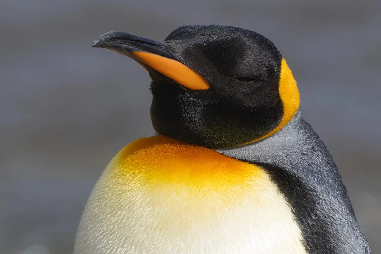 Antarctica 2025- First Show - 57 of 92.jpeg