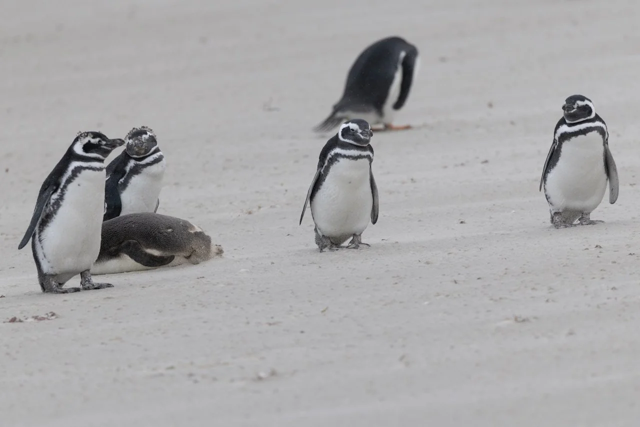 Antarctica 2025- First Show - 73 of 92.jpeg