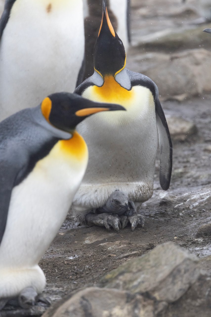 Antarctica 2025- First Show - 54 of 92.jpeg