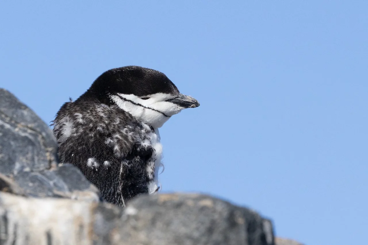 Antarctica 2025- First Show - 28 of 92.jpeg