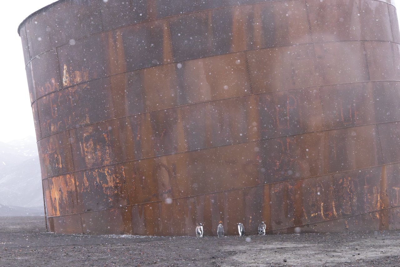 Antarctica 2025- First Show - 44 of 92.jpeg