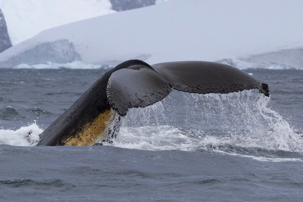 Antarctica 2025- First Show - 34 of 92.jpeg