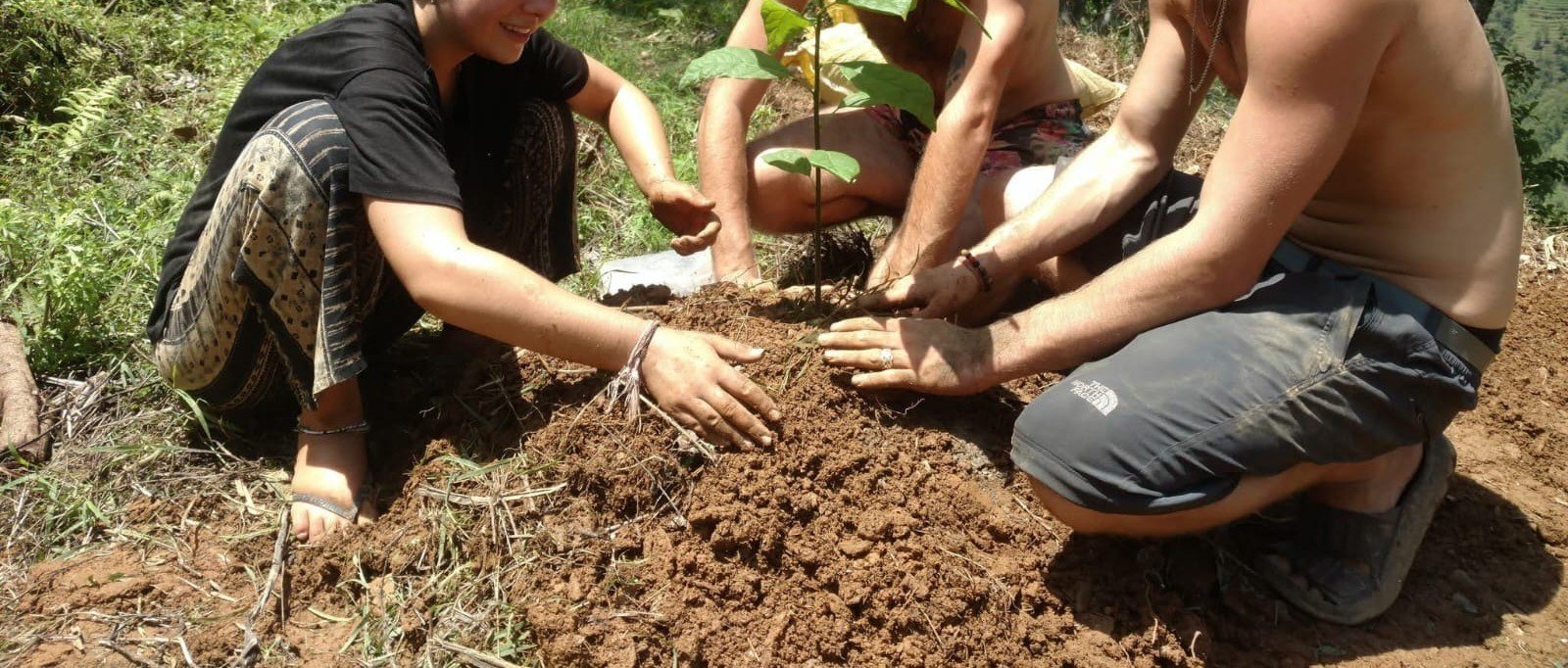 tree planting.jpg