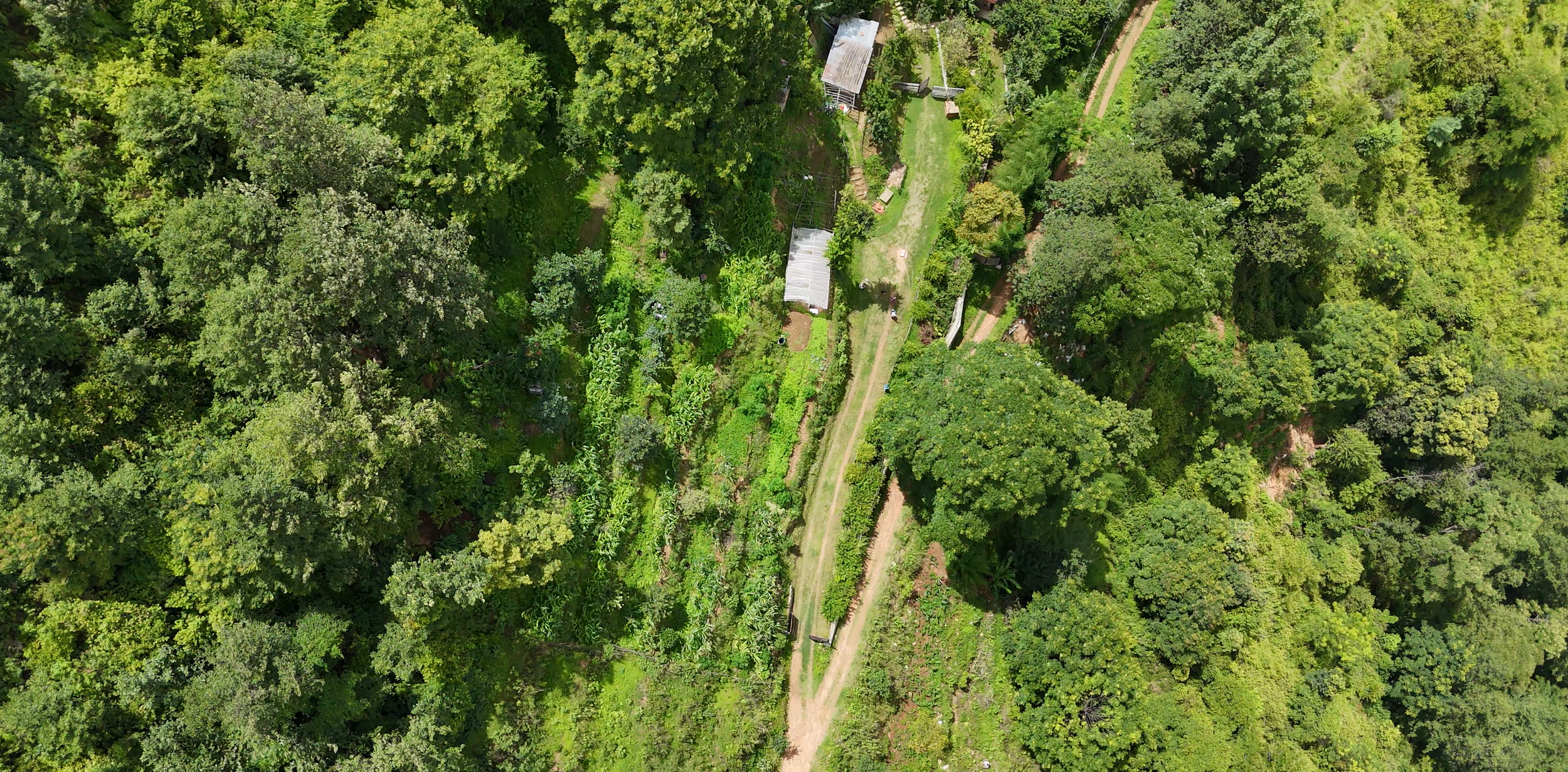 An aerial view of a lush, green forest with a garden or yard area that includes small structures and a dirt pathway.