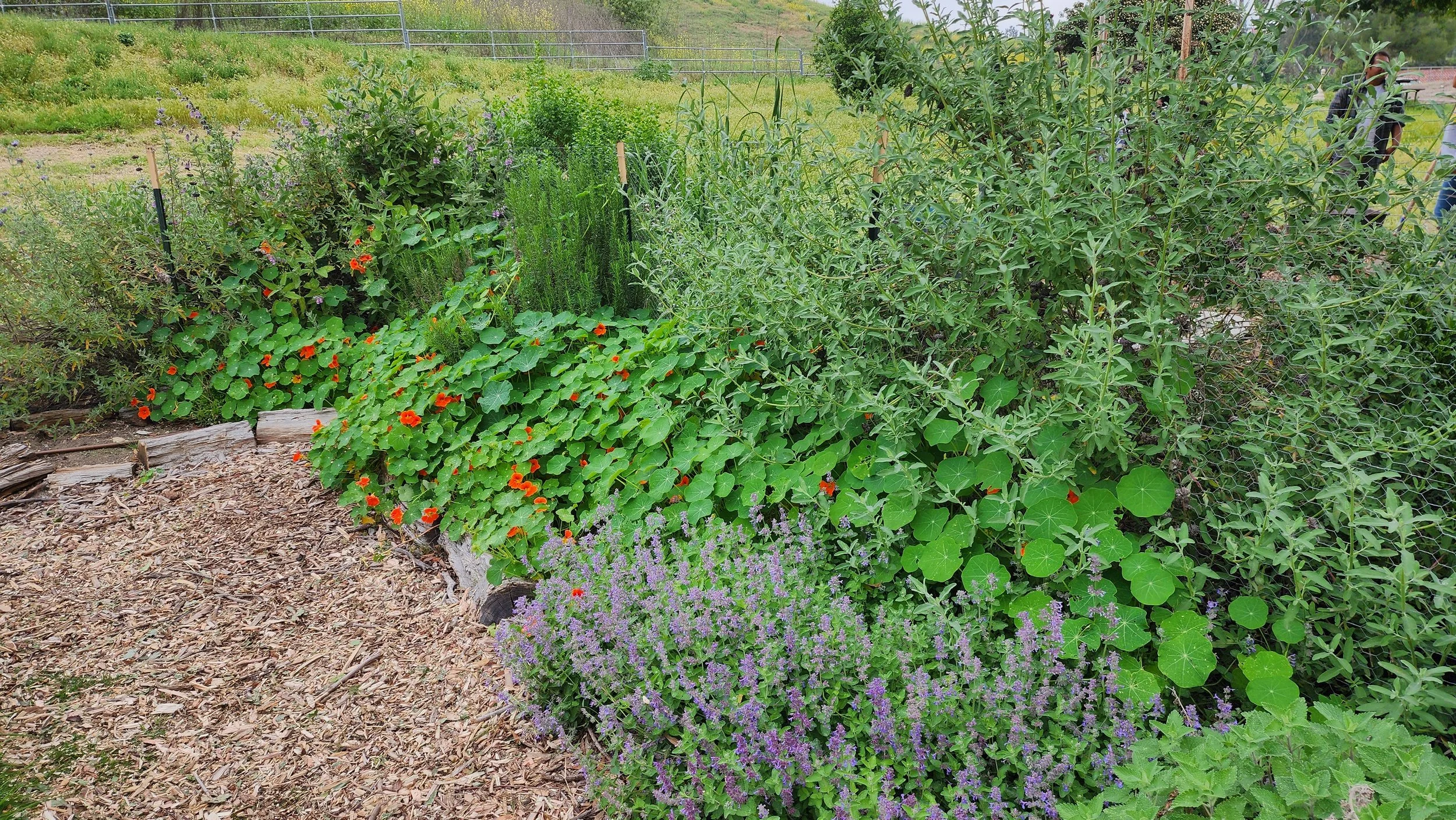 Tending the Threshold — Growing With Professor Brown
