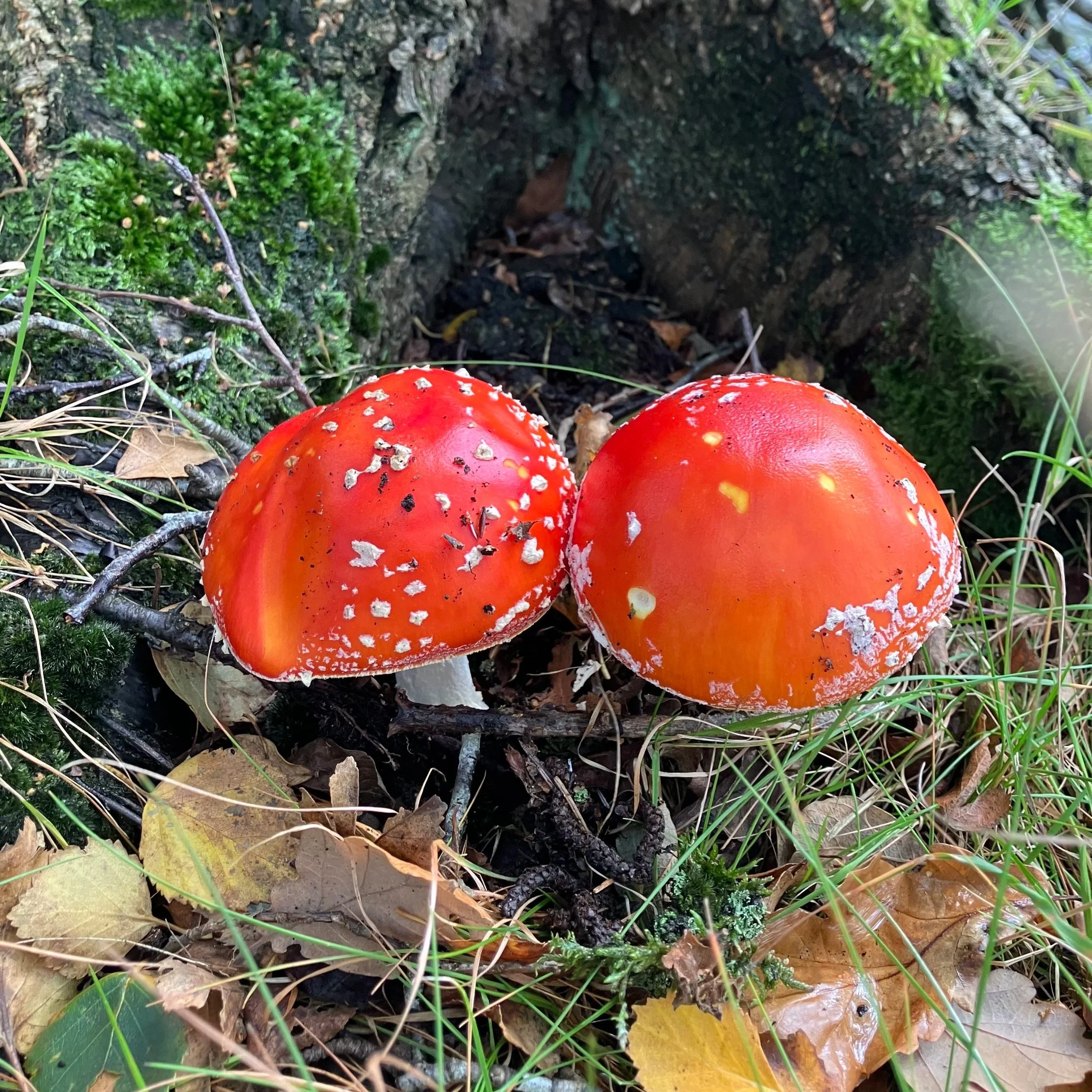 Two red mushrooms with white spots growing on the forest floor amidst green moss, fallen leaves, and grass.
