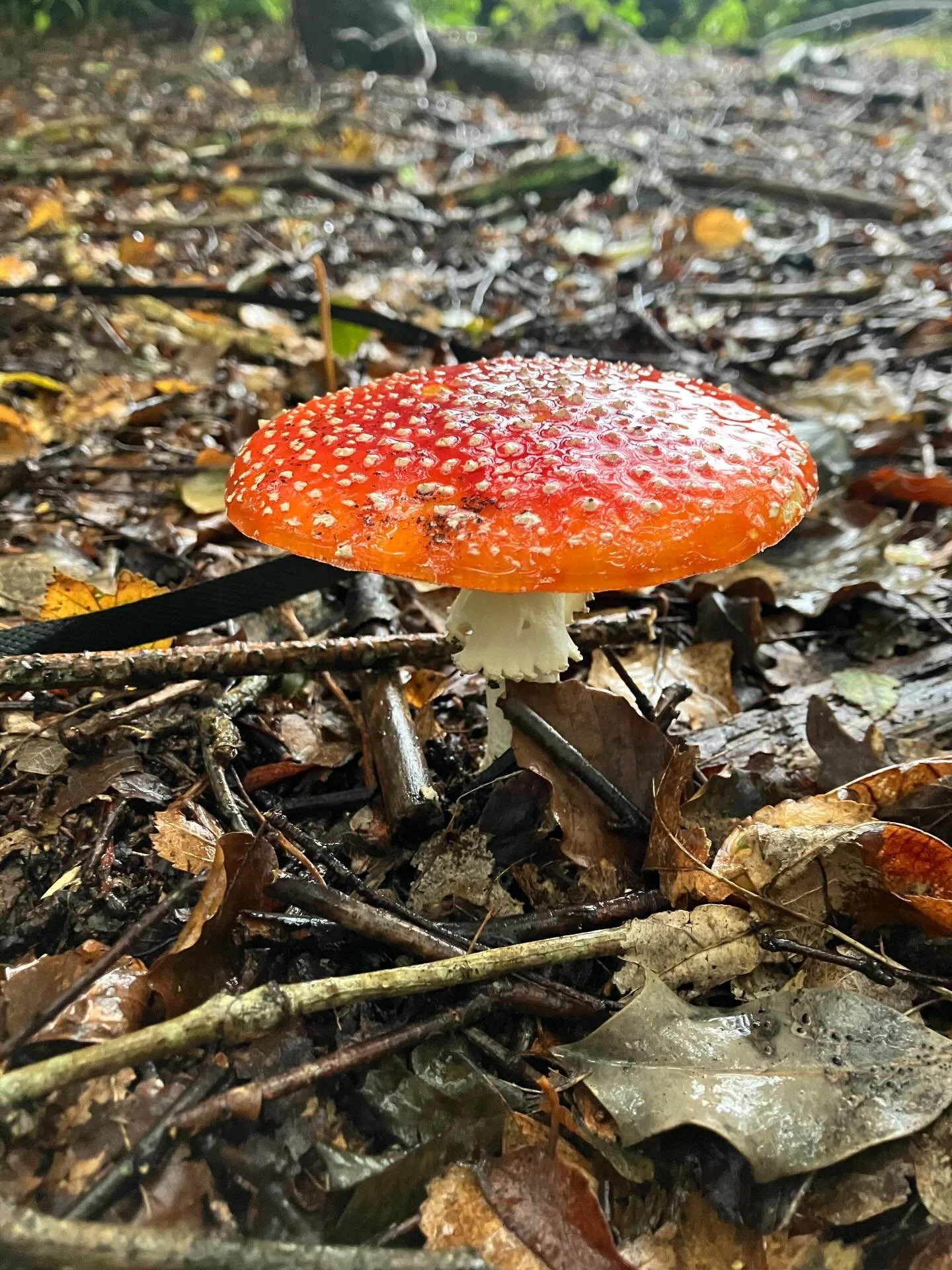 One of the most recognisable mushrooms on the planet yet it has so many benefits that are unknown to most&hellip;🍄🍄🍄

#flyagaric #amanitamuscaria #amanitamuscaria🍄 #medicinalmushrooms #foragedmedicine