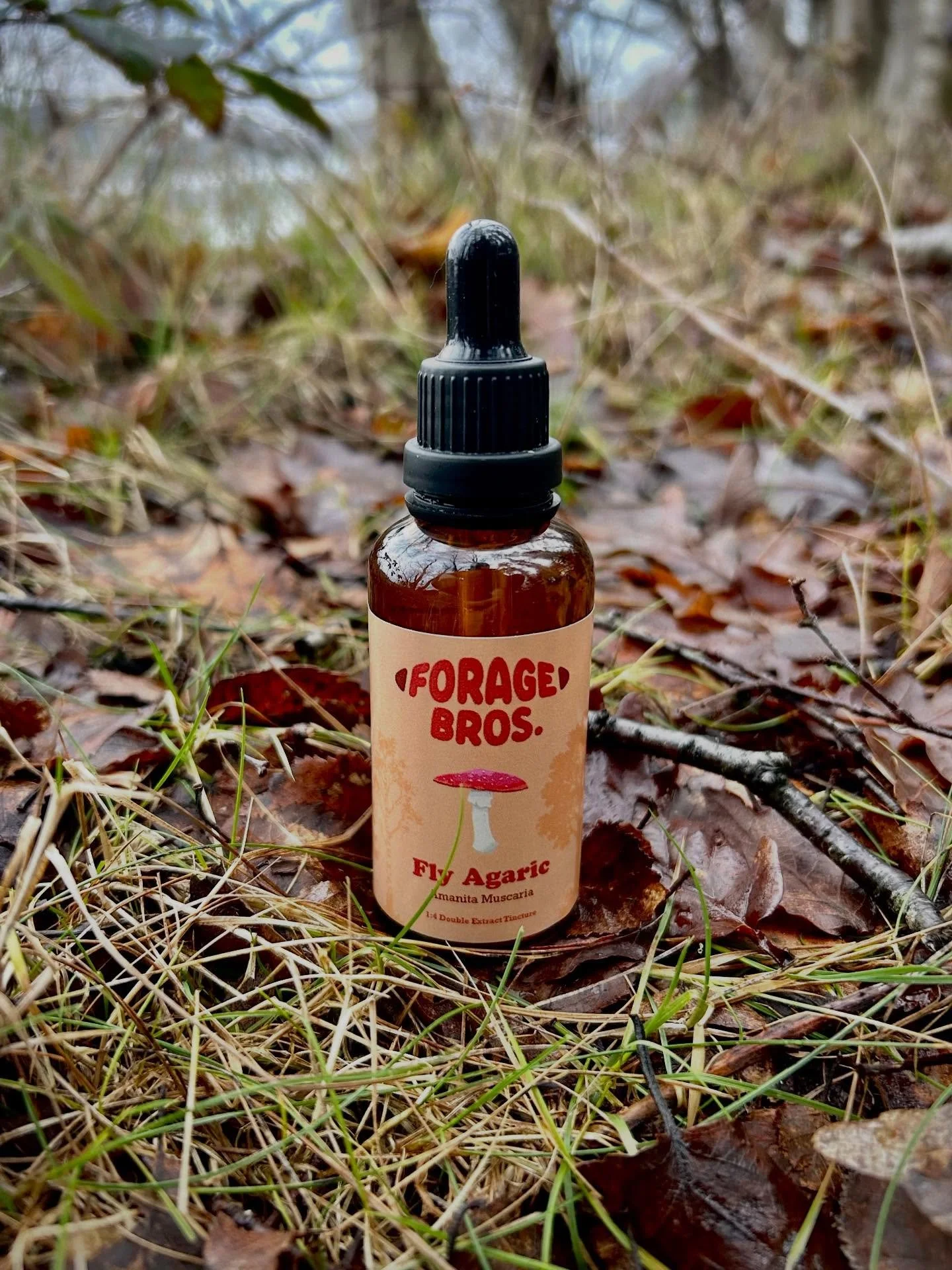 Back to one of our favourite foraging spots&hellip;Amanita Muscaria was particularly abundant here back in the Autumn 🍄🍄🍄