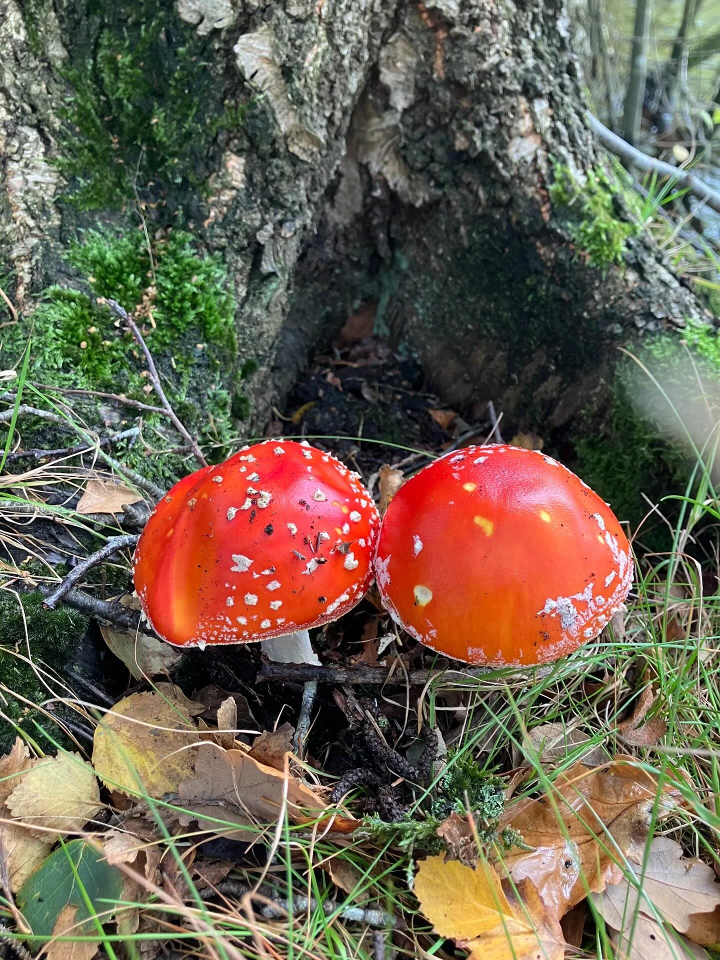 A couple of absolute beauties from our Autumn 2025 foraging. 

#amanitamuscaria #flyagaric #amanita #amanitamuscaria🍄
