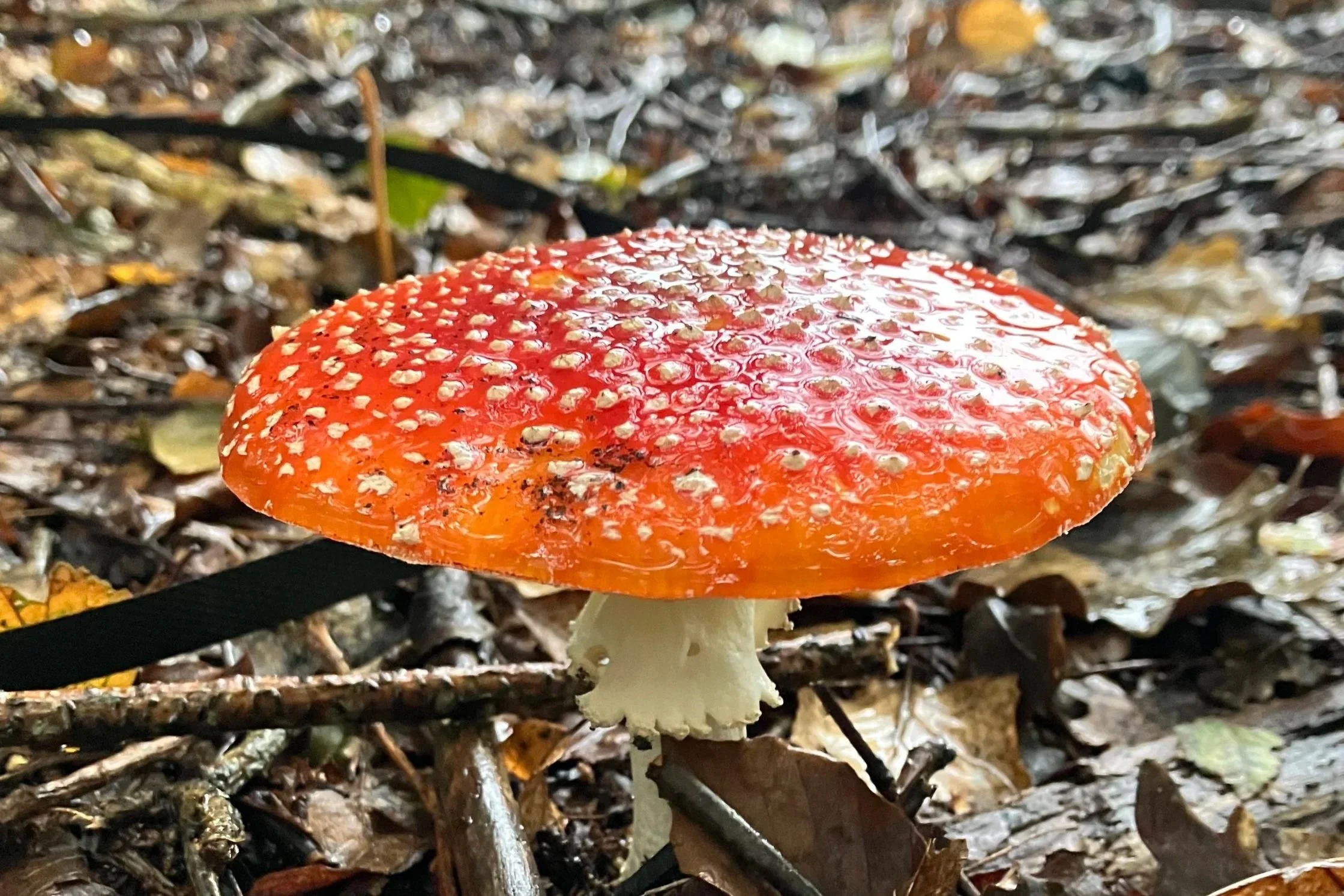 A red and white speckled mushroom, likely a fly agaric, growing among forest floor leaves and twigs.