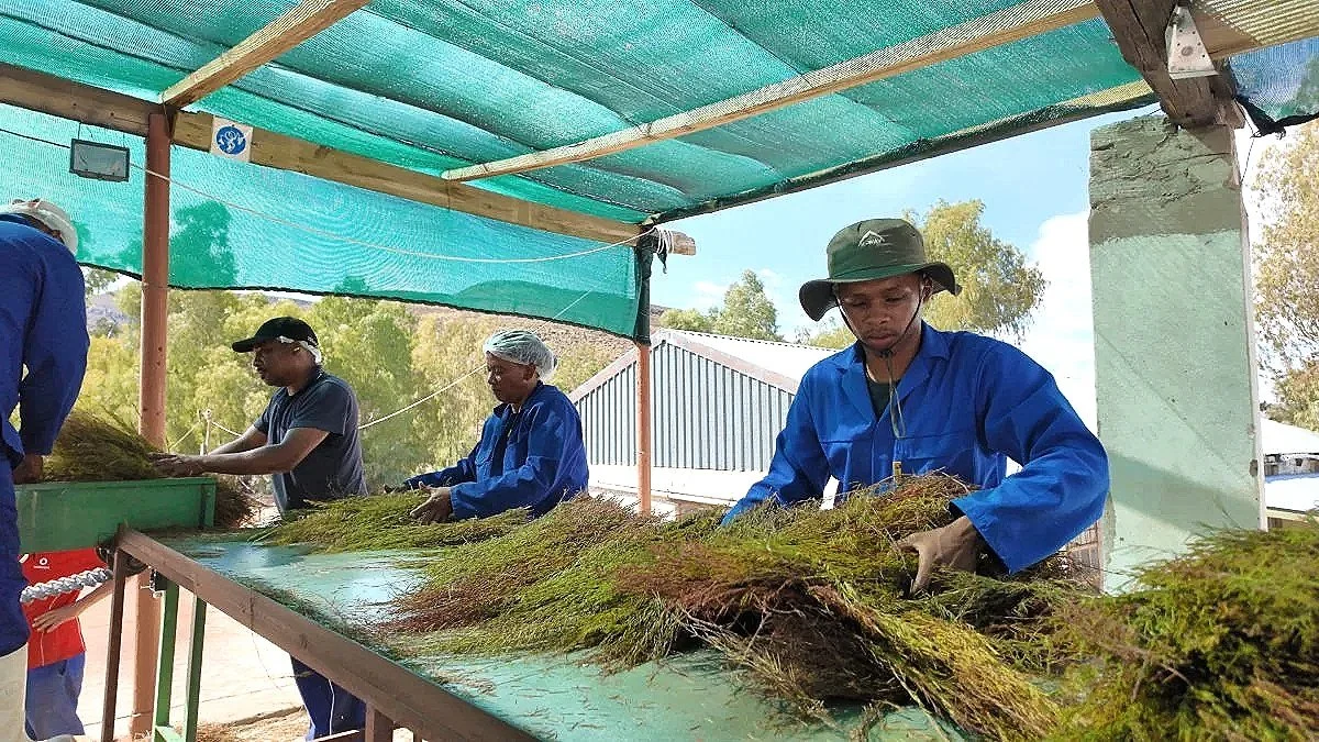 The Making of Rooibos Tea