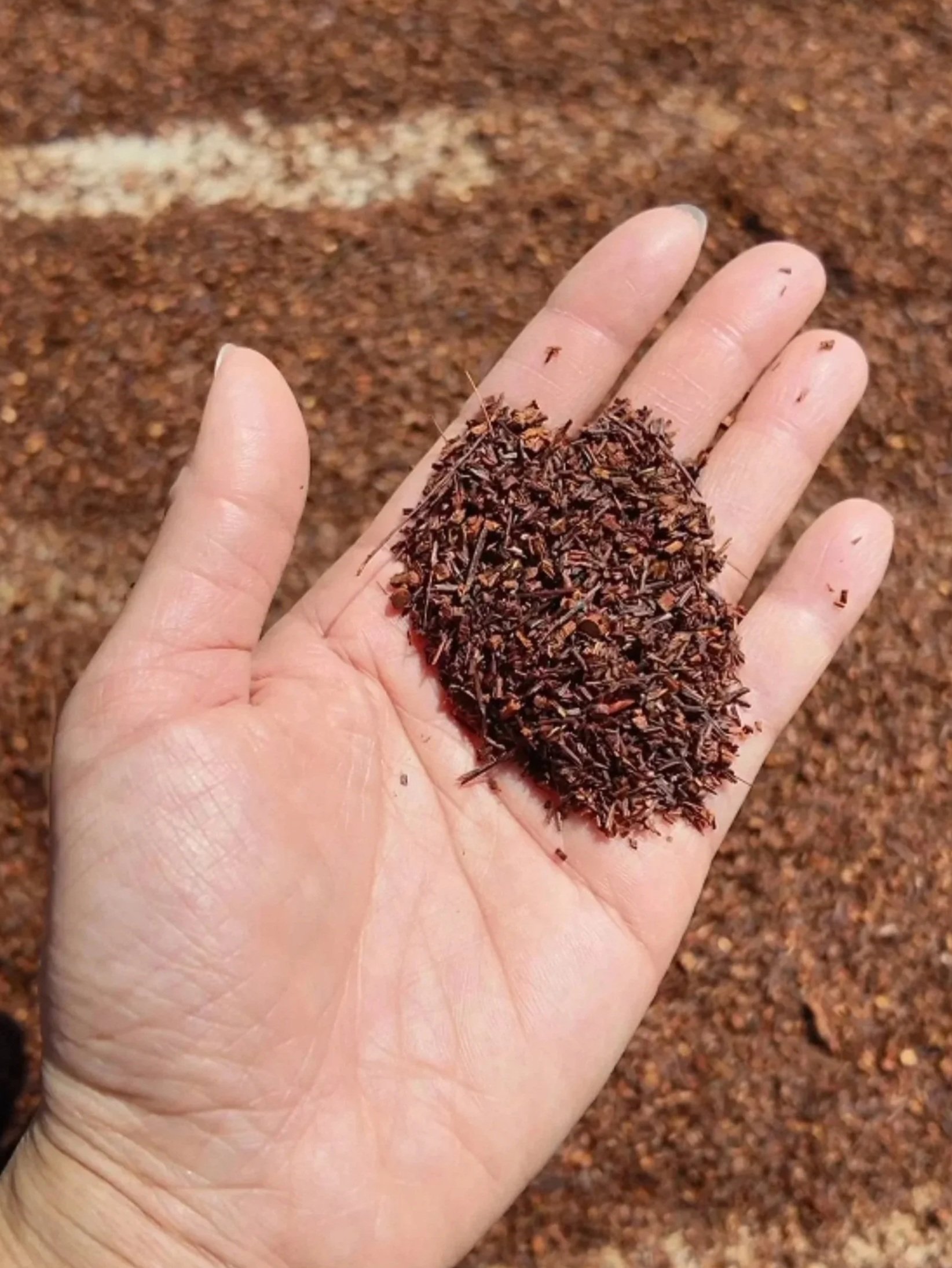 Finding Roots of Rooibos In South Africa