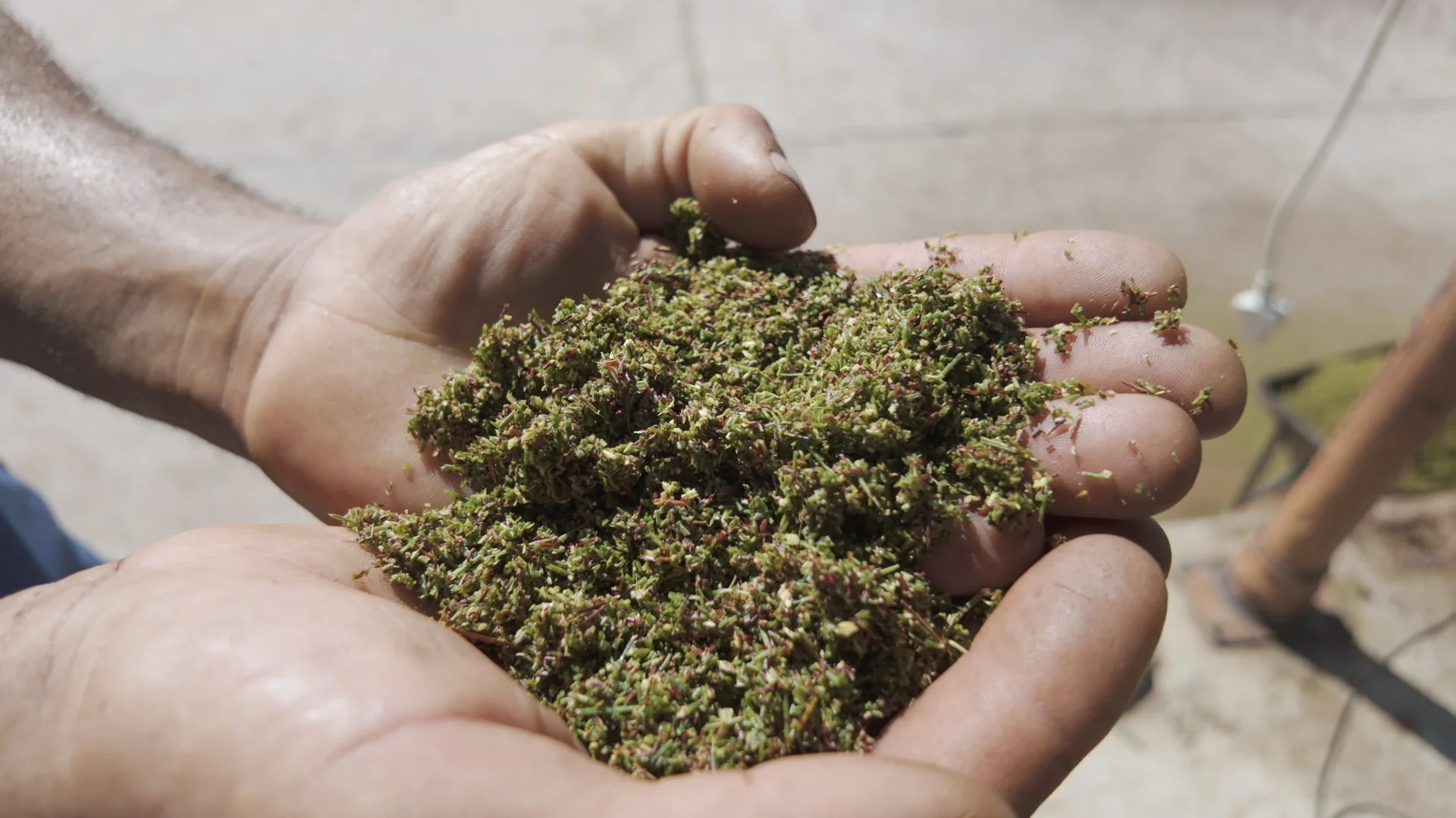 Finely chopped fresh rooibos leaves before fermentation, showing the cut used in traditional rooibos tea processing in South Africa