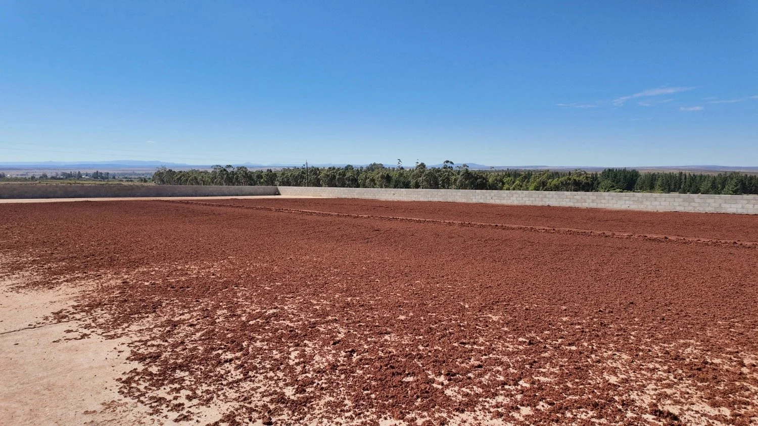 Sun-drying rooibos tea leaves turning from green to deep red during fermentation on a traditional tea court in South Africa’s Cederberg region