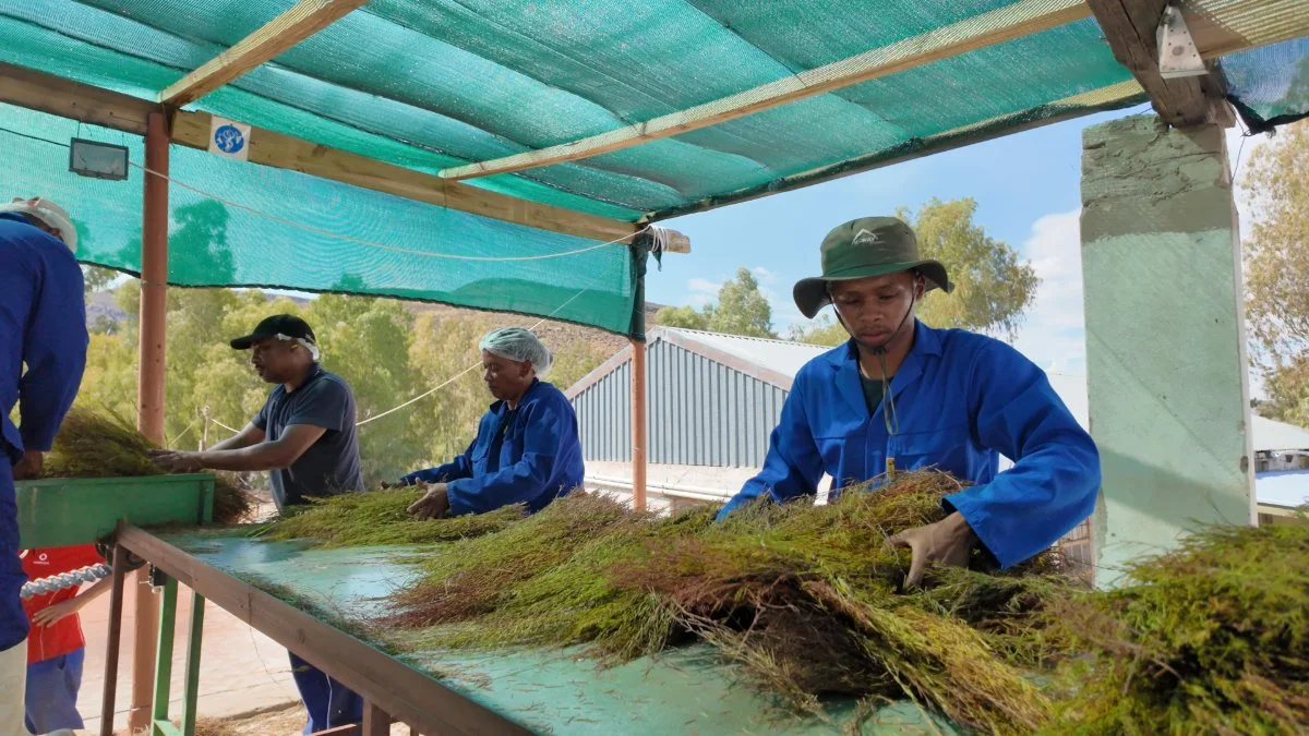 Workers sorting freshly harvested rooibos before cutting and fermentation at a traditional rooibos processing facility in South Africa