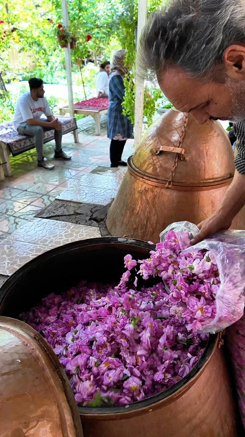 Freshly harvested Damask roses are carefully loaded into traditional copper still and being prepared for rosewater distillation