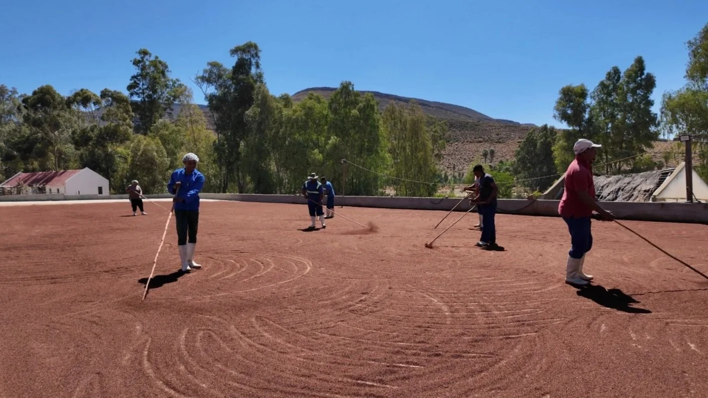 Rooibos workers turning fermenting tea leaves with bloom sticks for even drying on a traditional tea court, a generations-old practice in Wupperthal, South Africa