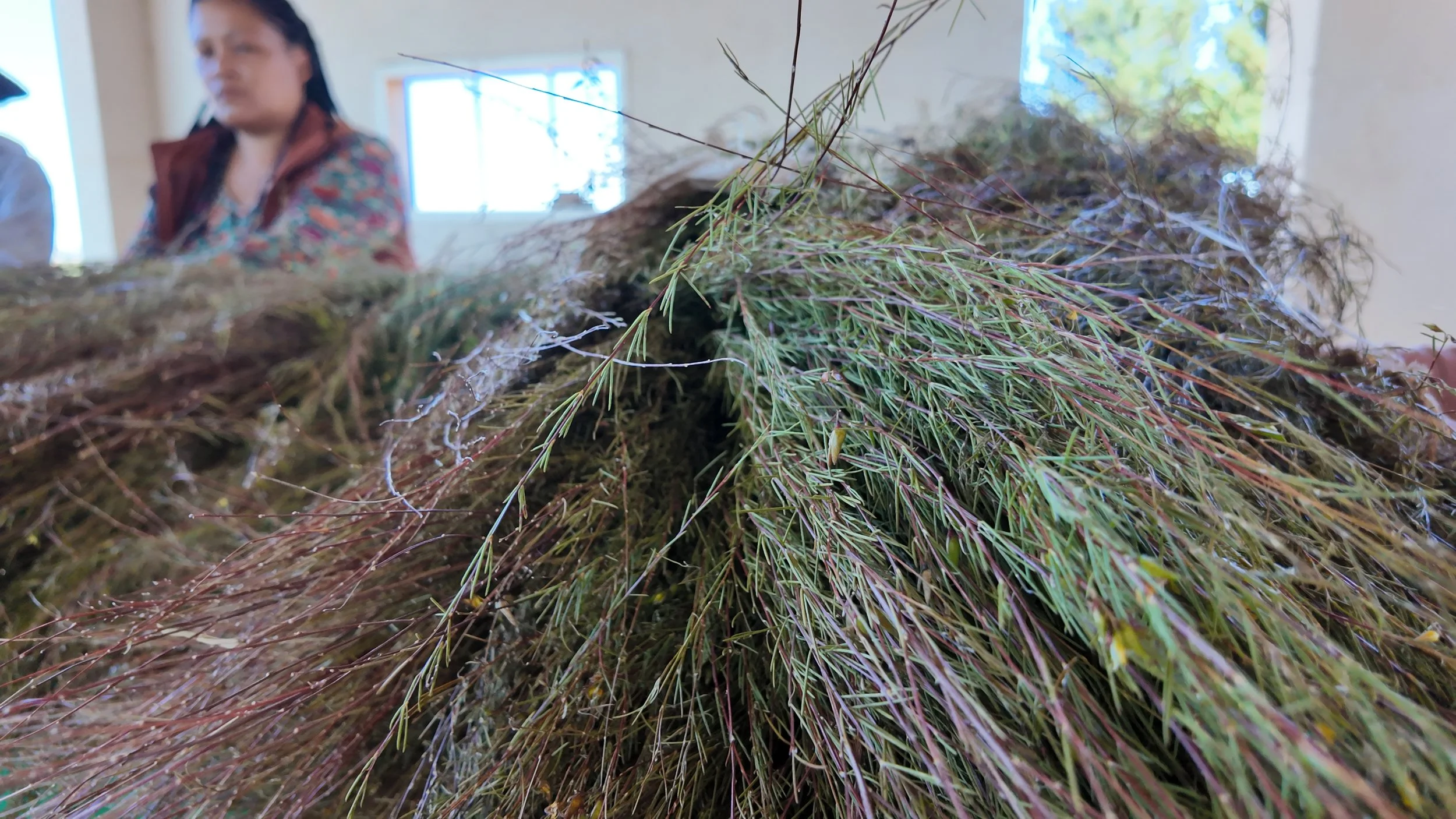 Freshly harvested green rooibos leaves bundled and ready for processing at a traditional tea farm in South Africa’s Cederberg Mountains