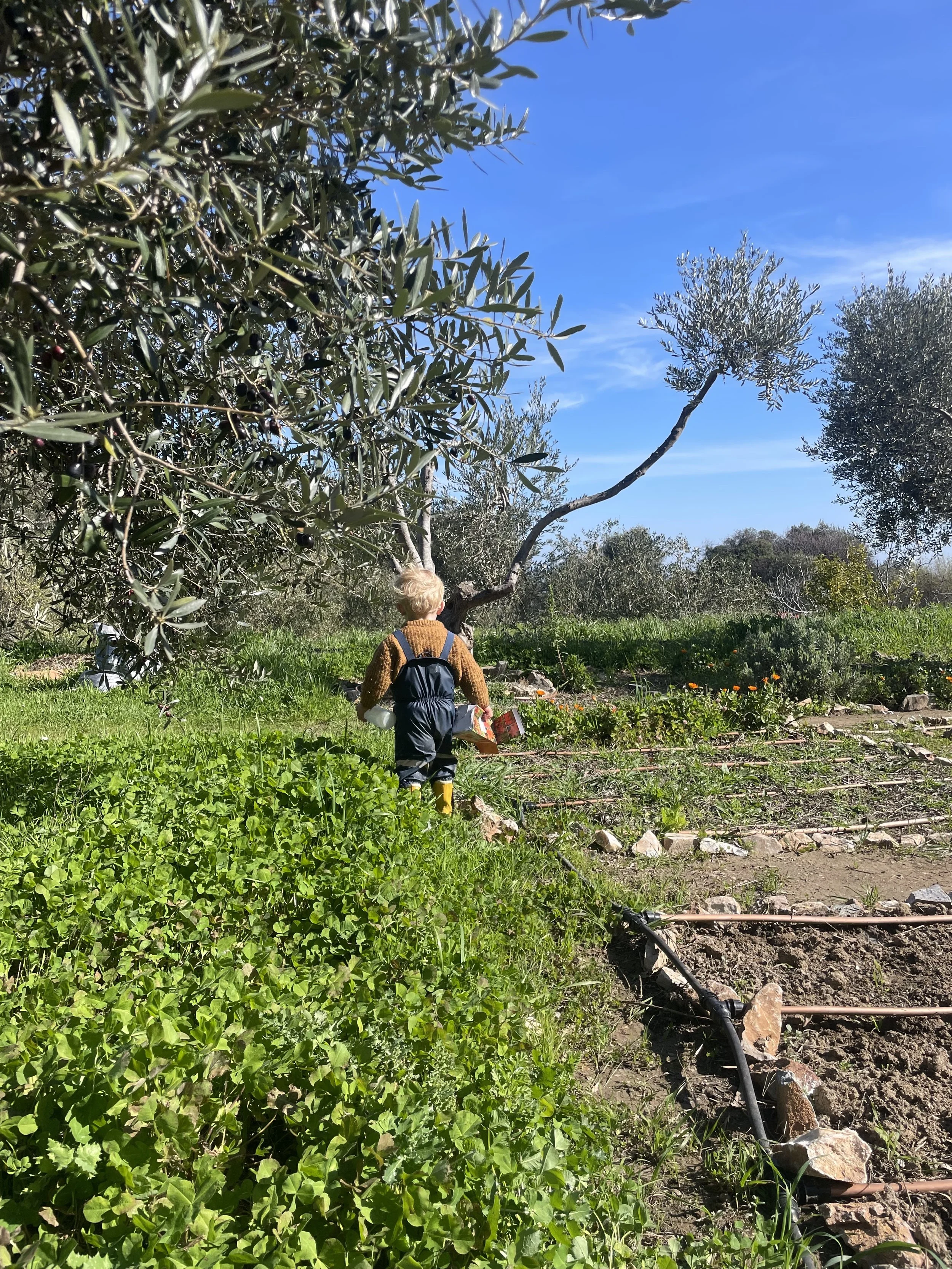gardenboy