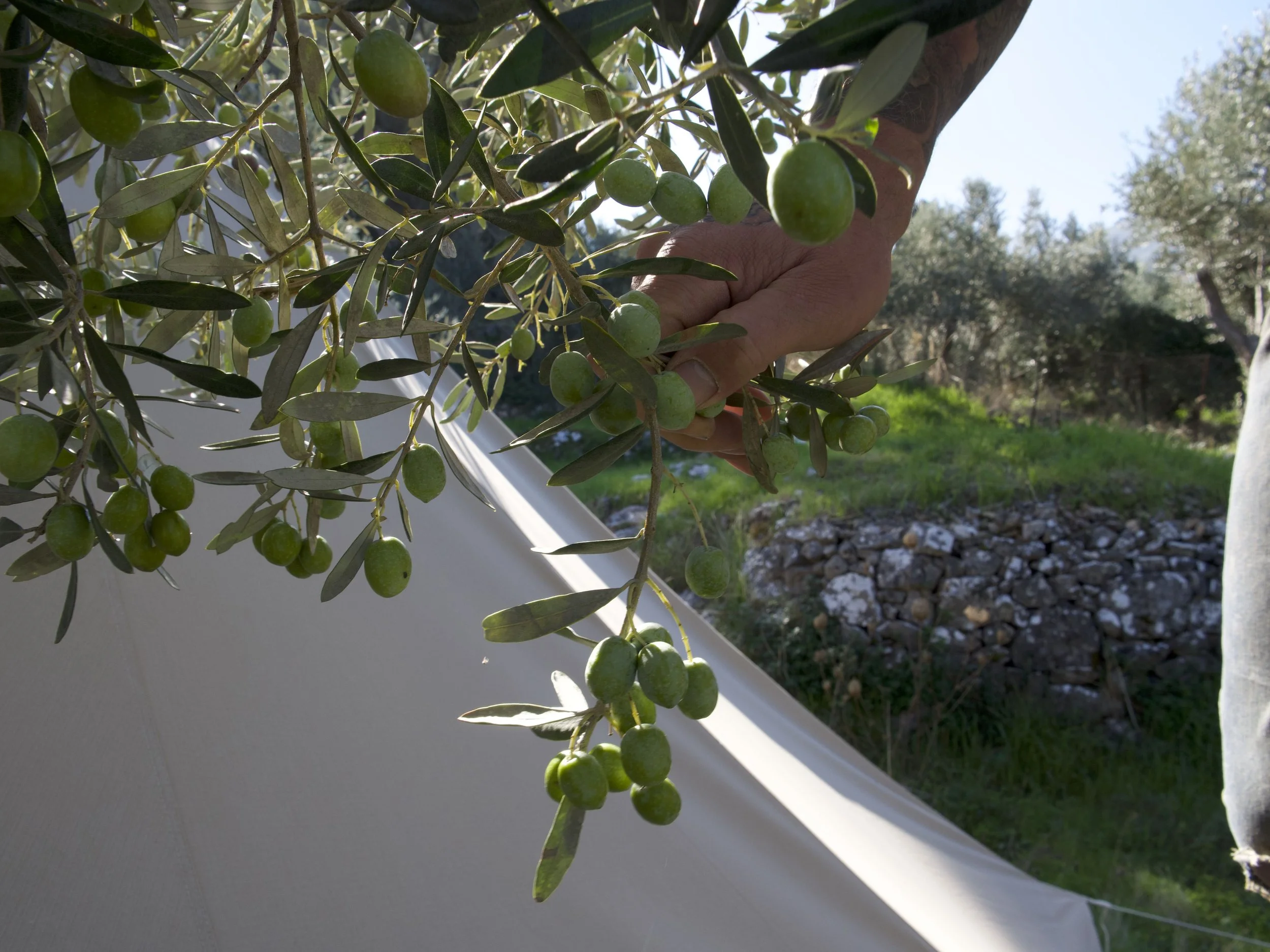 GREEK FOOD &amp; NATURE WEEK 