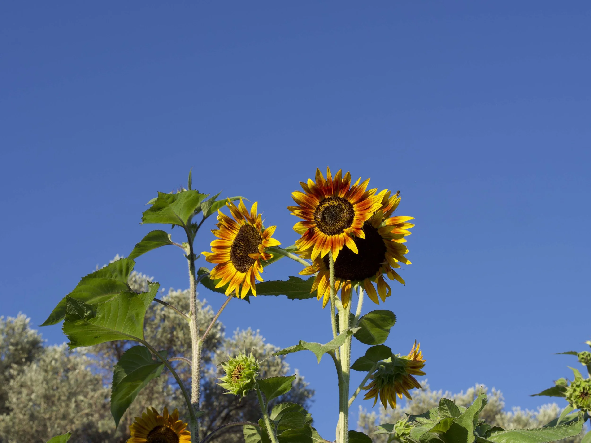 Sunflowers blooming under a clear blue sky.
