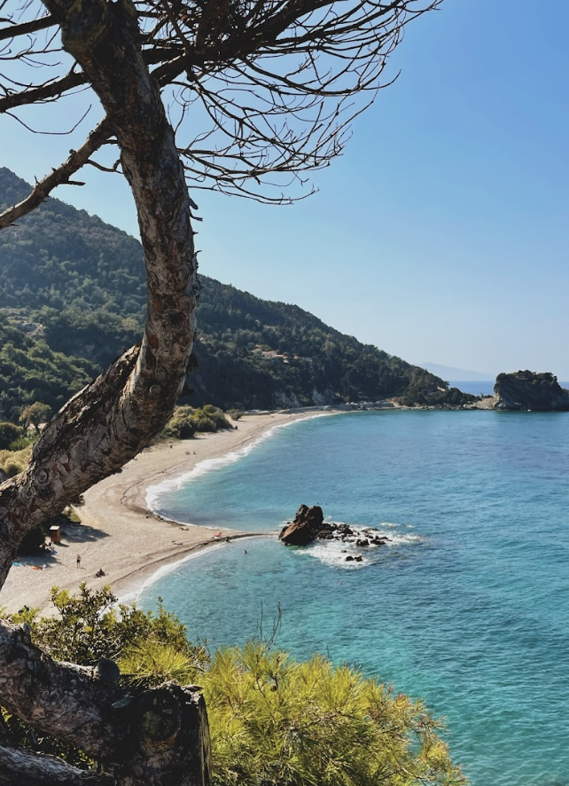Scenic view of a beach with turquoise water, a curved shoreline, and a rocky outcrop in the ocean, framed by a large tree in the foreground and green hills in the background.