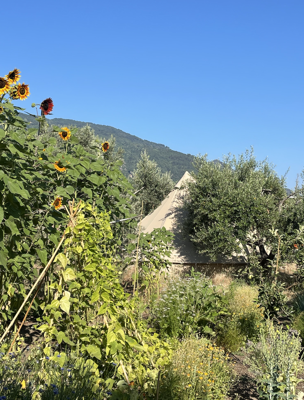 Schermafbeelding 2026-01-18 om 12.25.38 PM.png