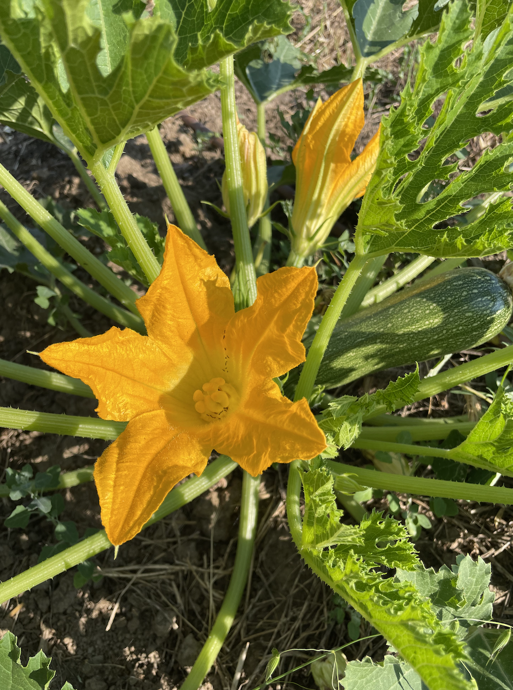 Schermafbeelding 2026-01-18 om 12.26.09 PM.png