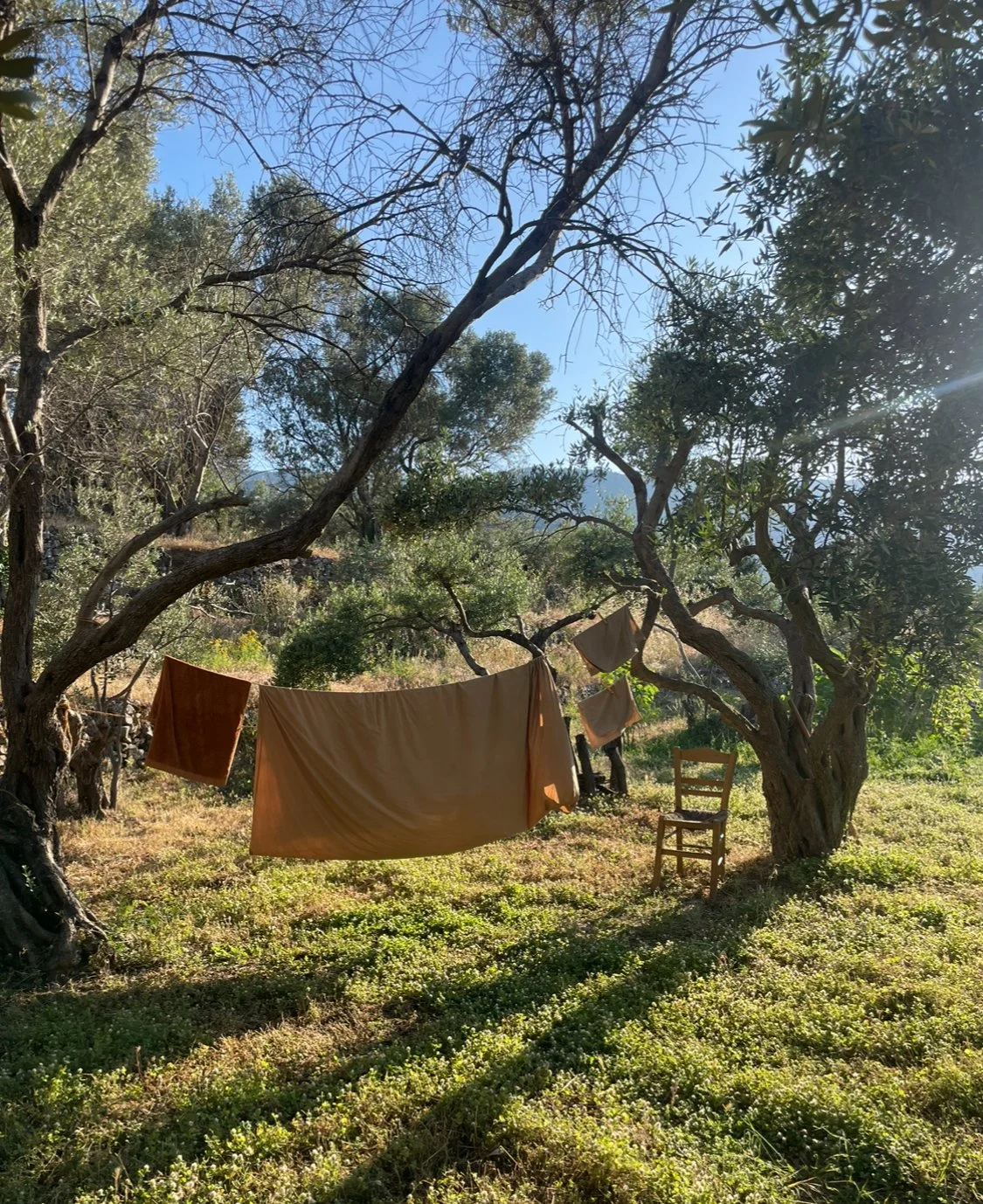 Clothes hanging on a clothesline strung between trees in a sunlit outdoor setting with grassy ground and various trees.