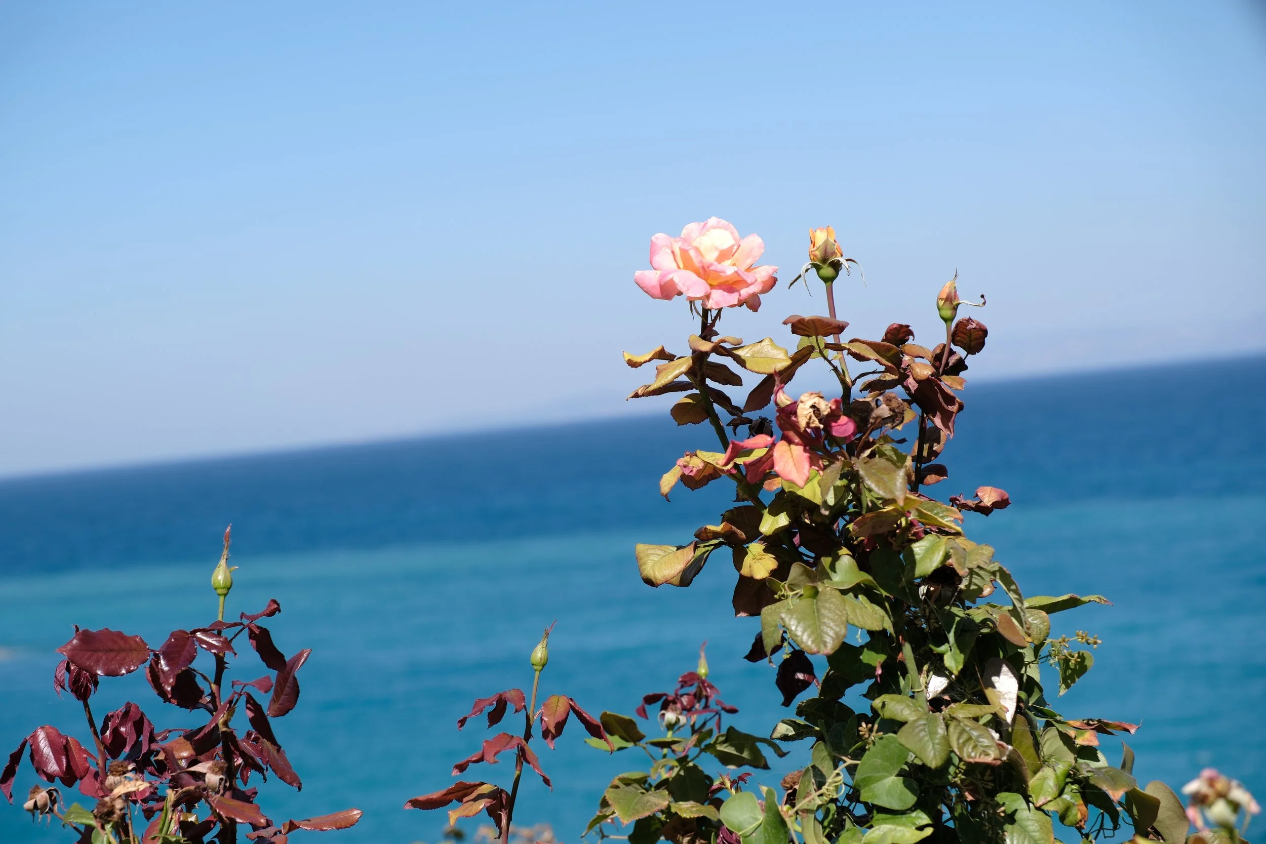 DSCF5990.JPG