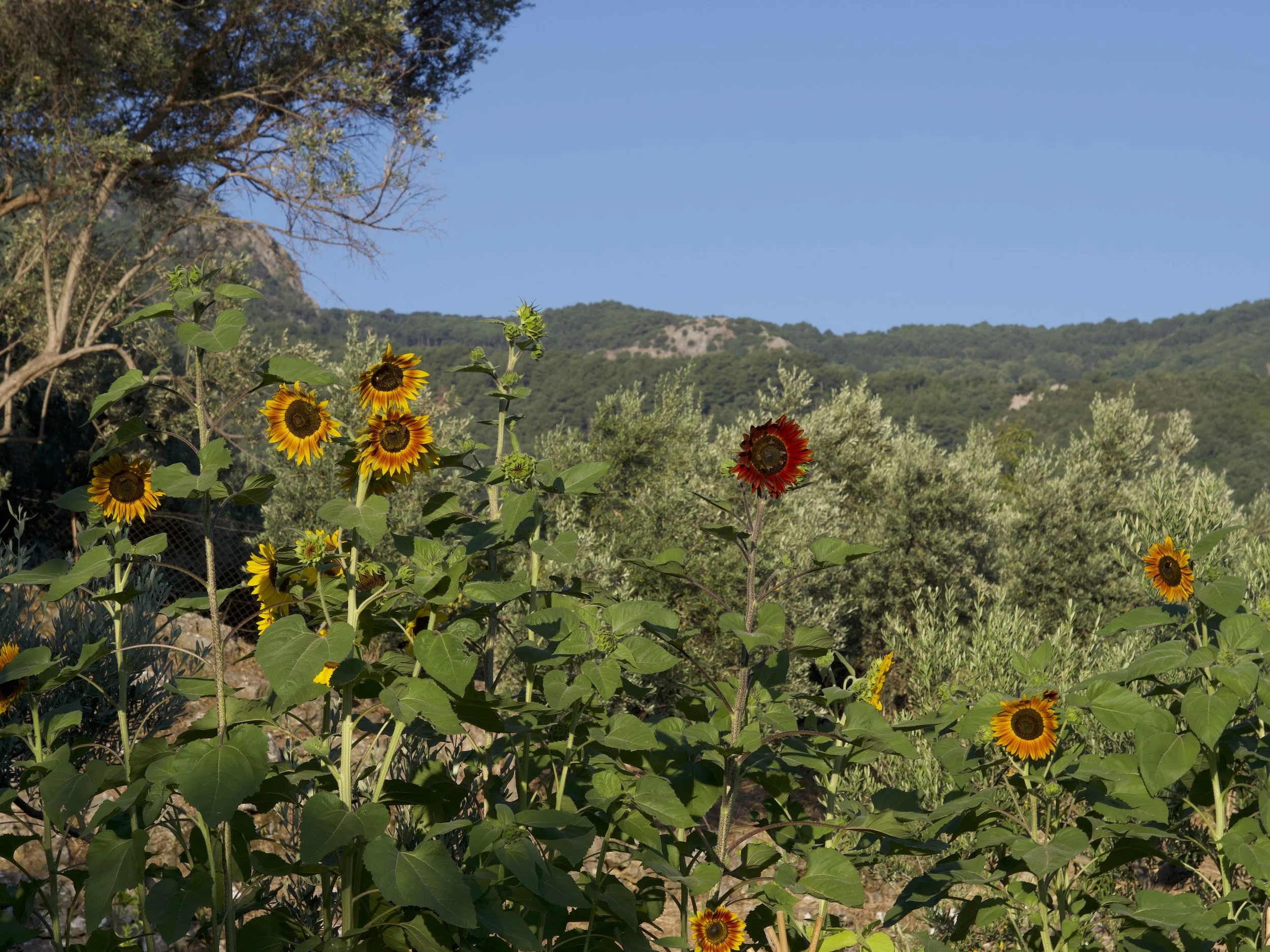 Sunflowers growing in a garden with green mountains and a clear blue sky in the background.