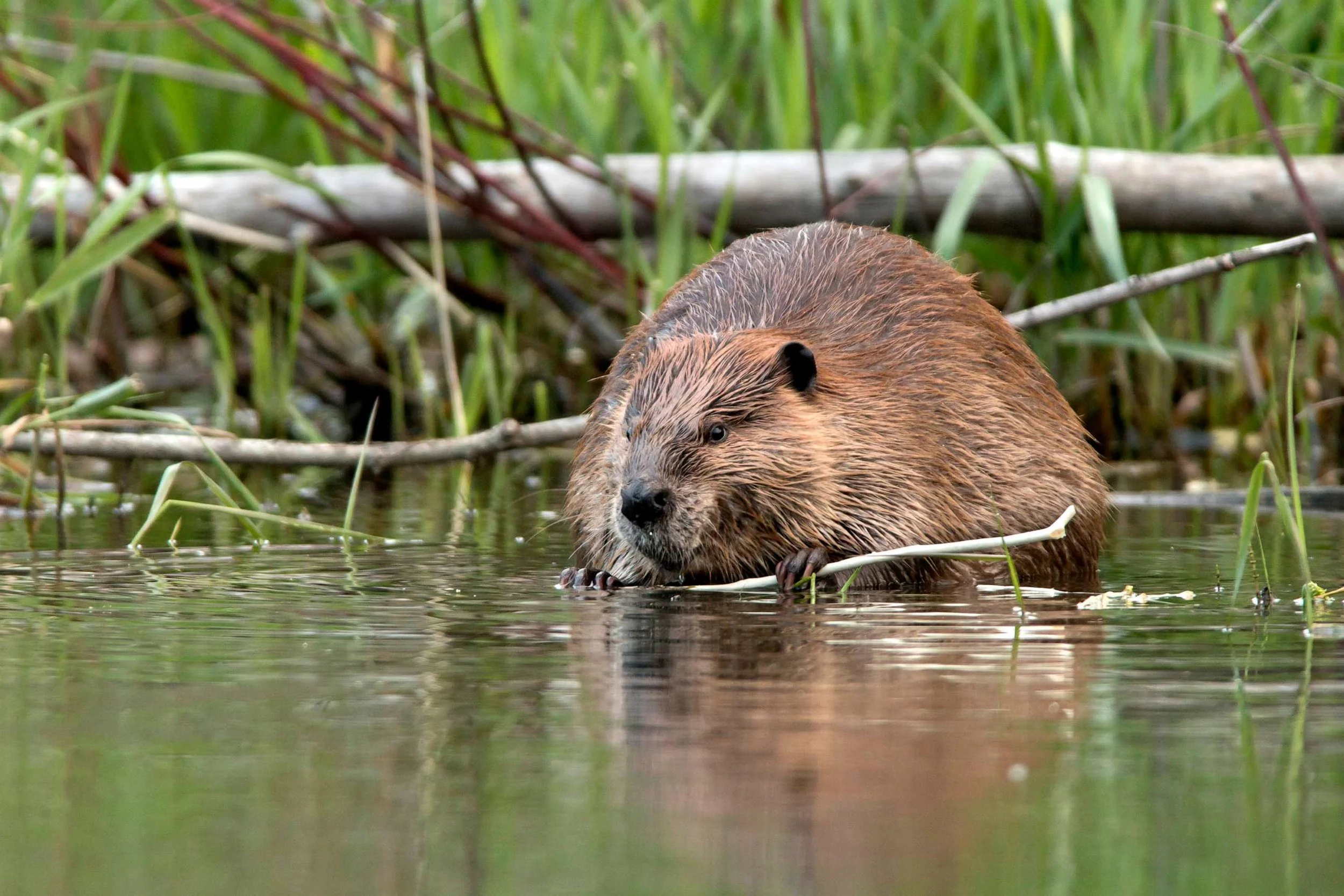 beaver-gty-jt-230405_1680718540612_hpMain.jpg