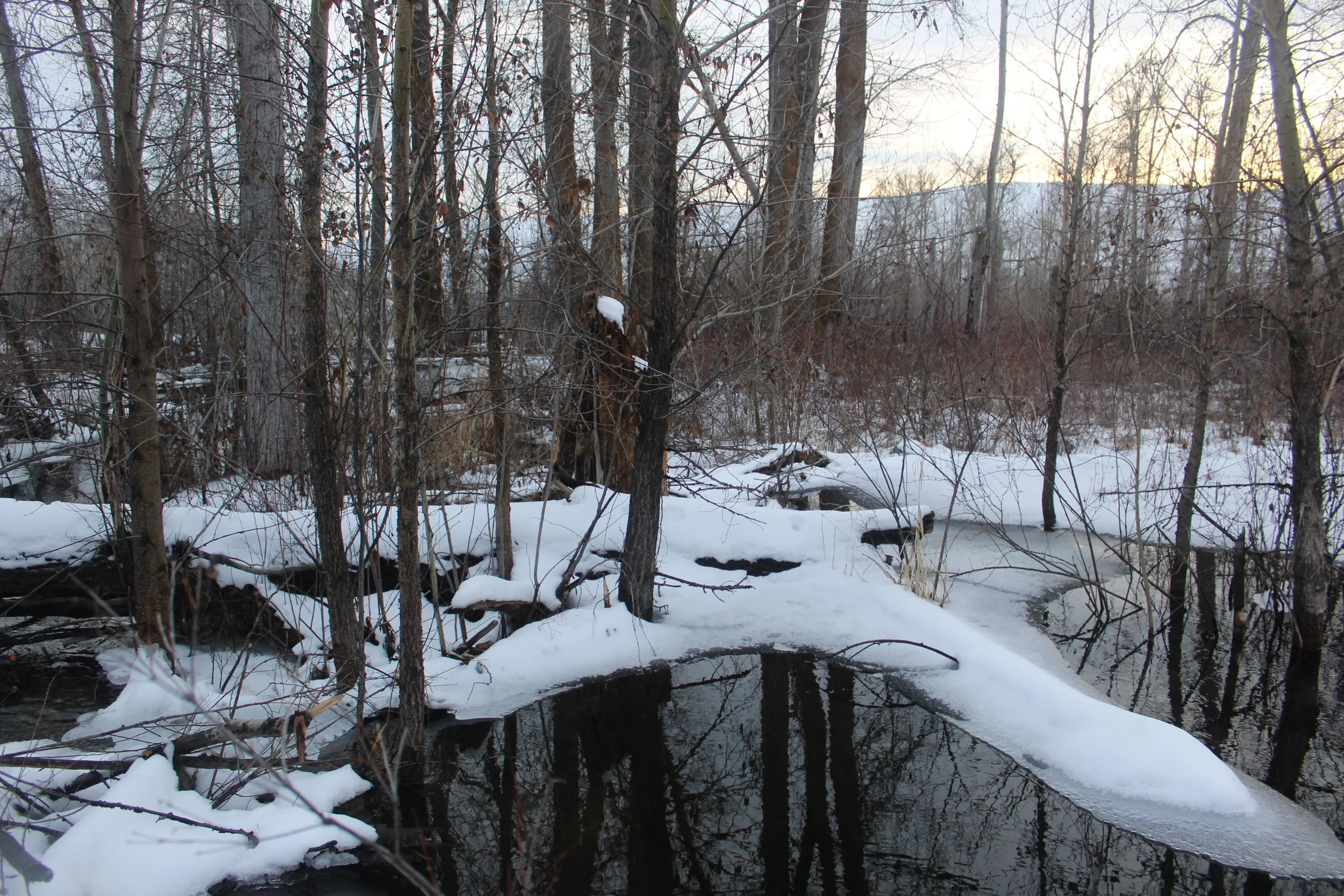 Snow-covered trees along a river in a winter landscape during sunset.