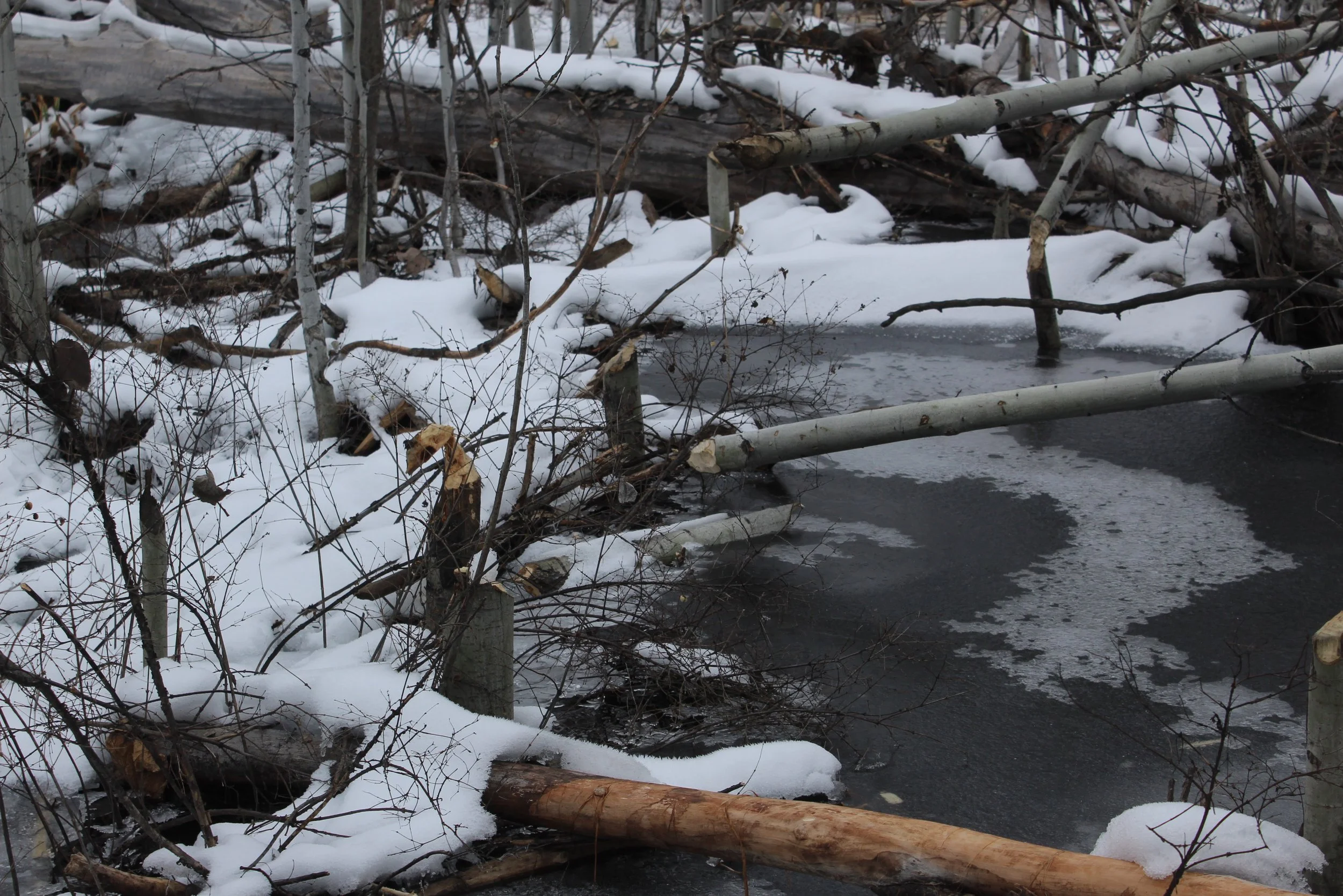 Snow-covered fallen trees and branches over a partially frozen body of water in a winter landscape.